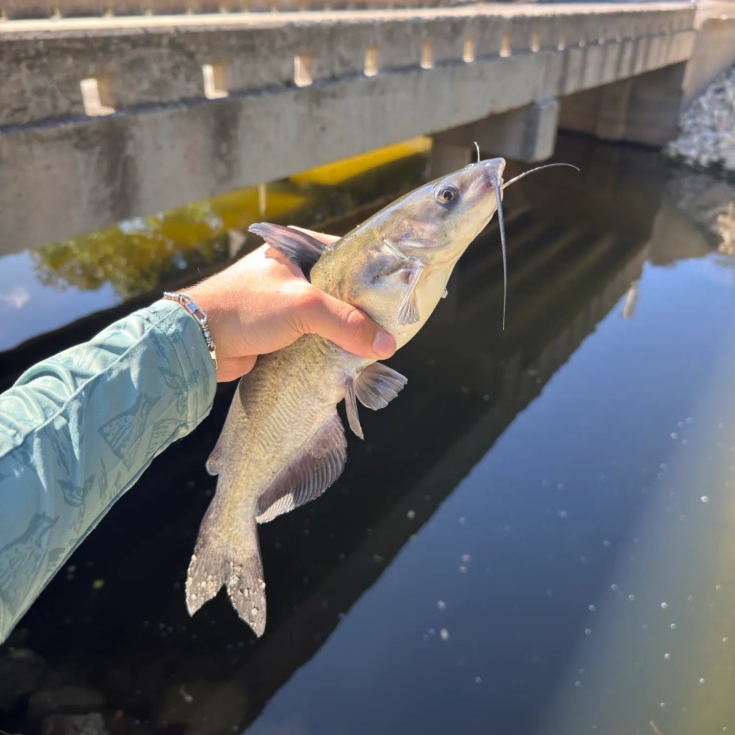 Channel catfish caught on Fishbrain
