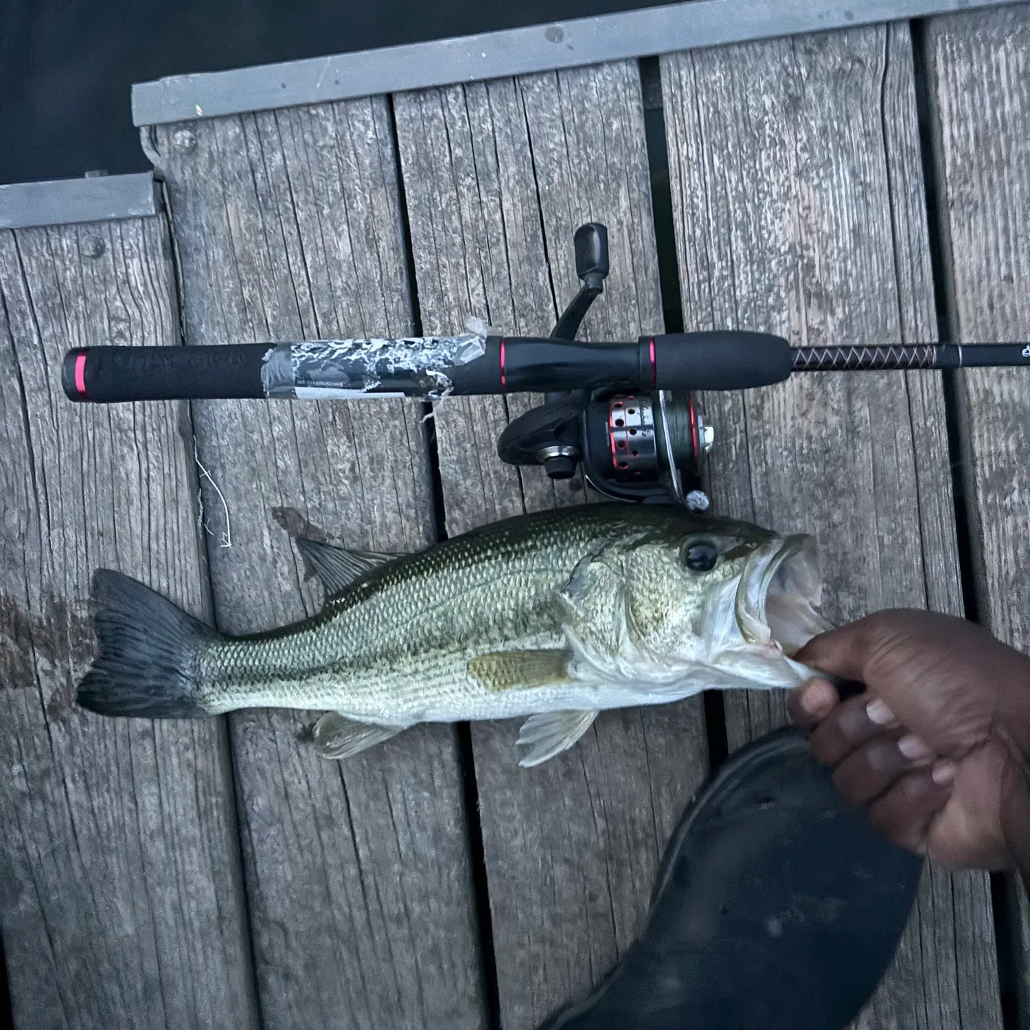 Largemouth bass caught on Fishbrain
