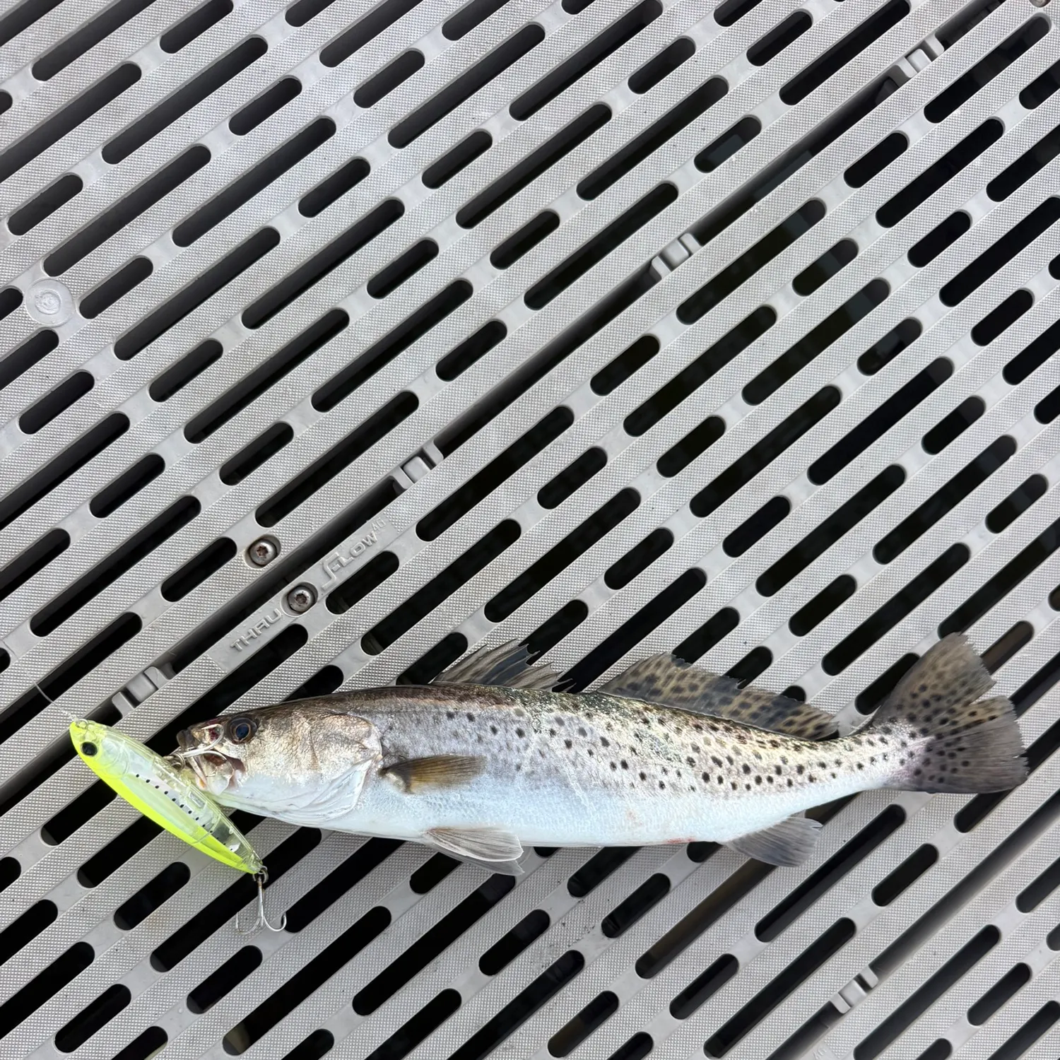 Spotted seatrout caught on Fishbrain
