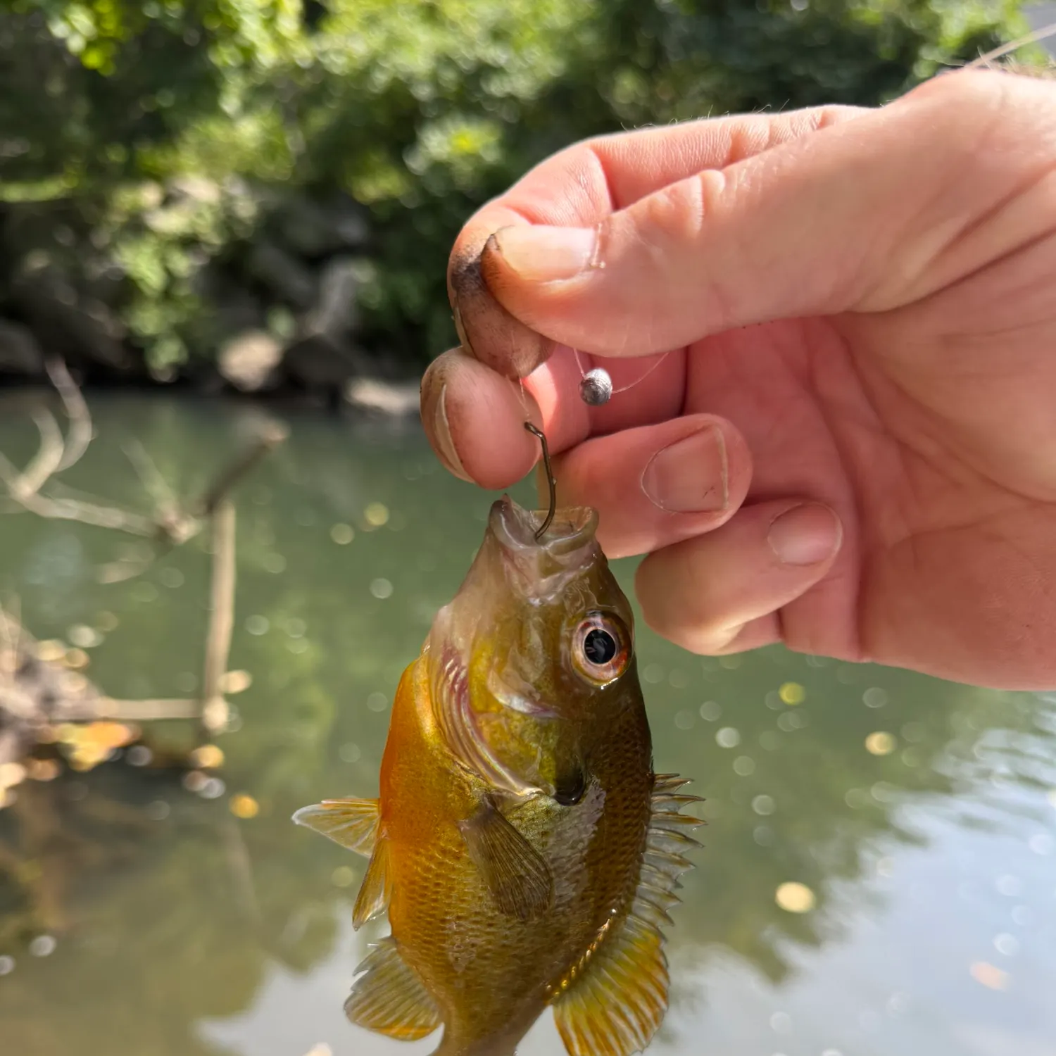 Redbreast sunfish caught on Fishbrain