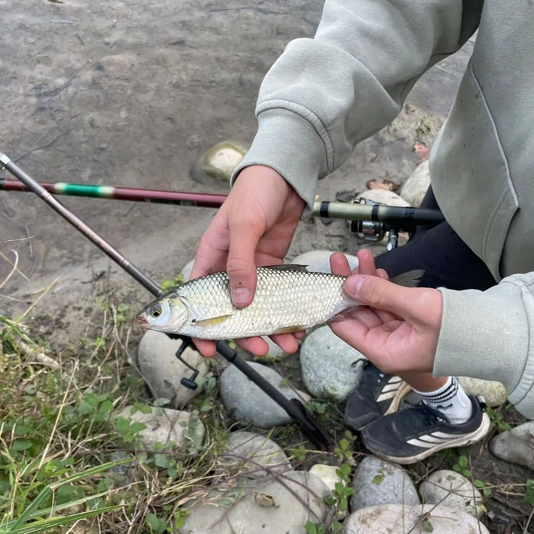 European chub caught on Fishbrain