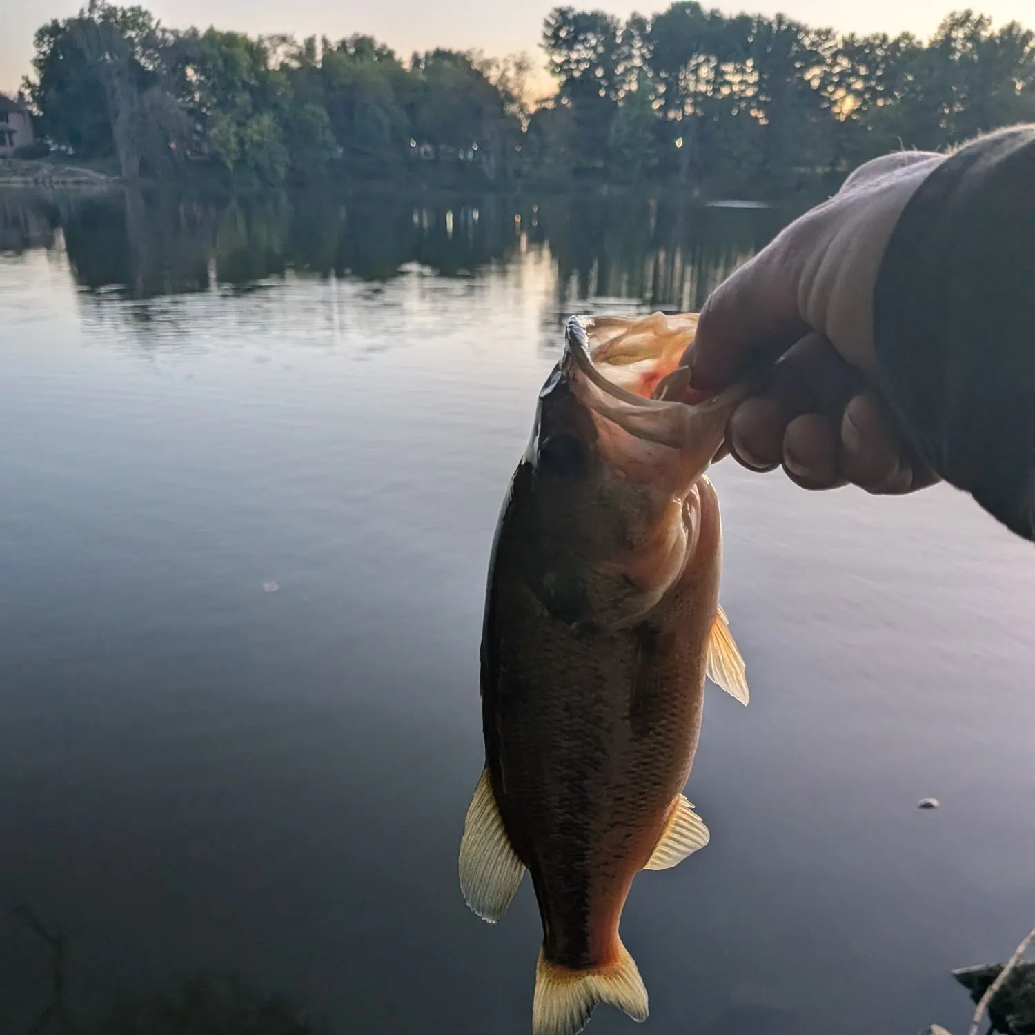 Largemouth bass caught on Fishbrain