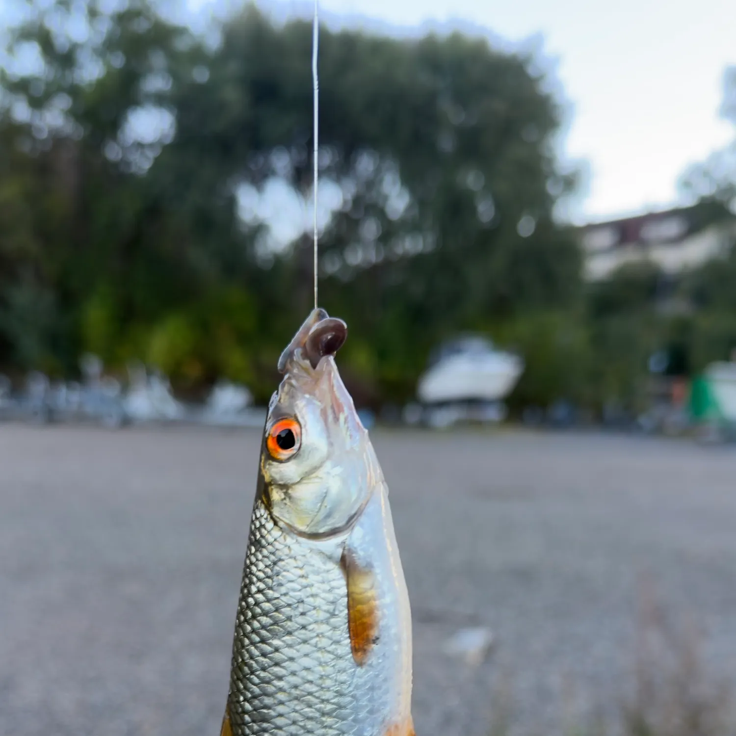 Common roach caught on Fishbrain