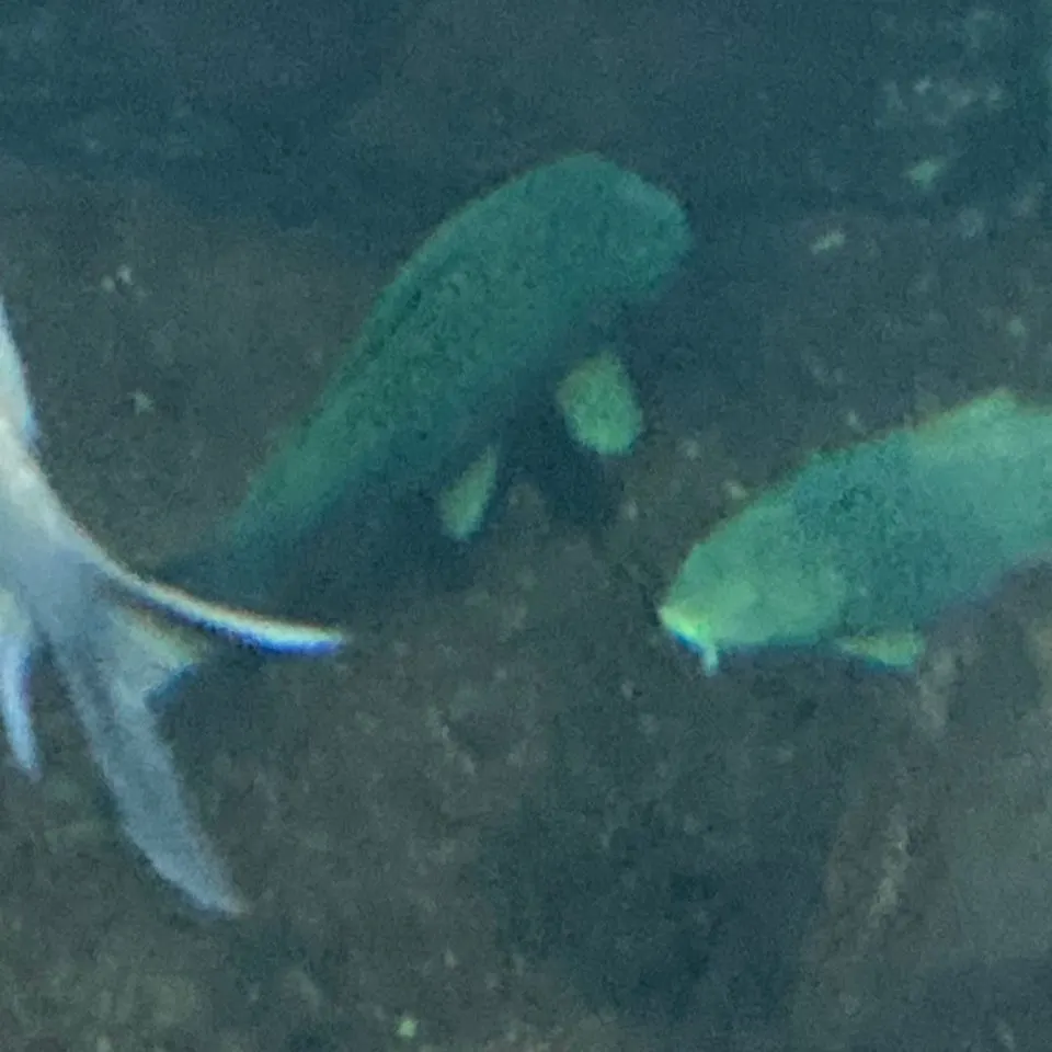 The most recent Bigmouth buffalo catches on Fishbrain