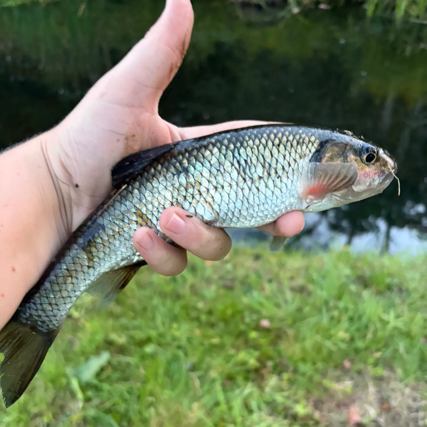 Fallfish caught on Fishbrain