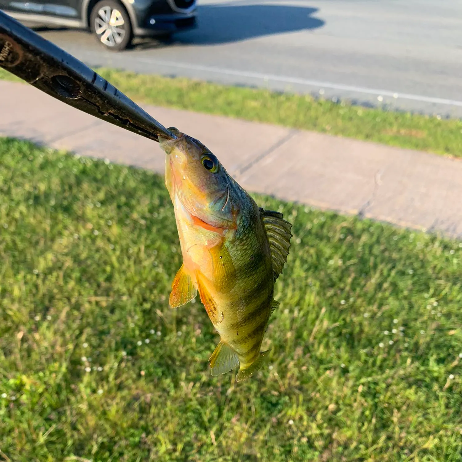 catch