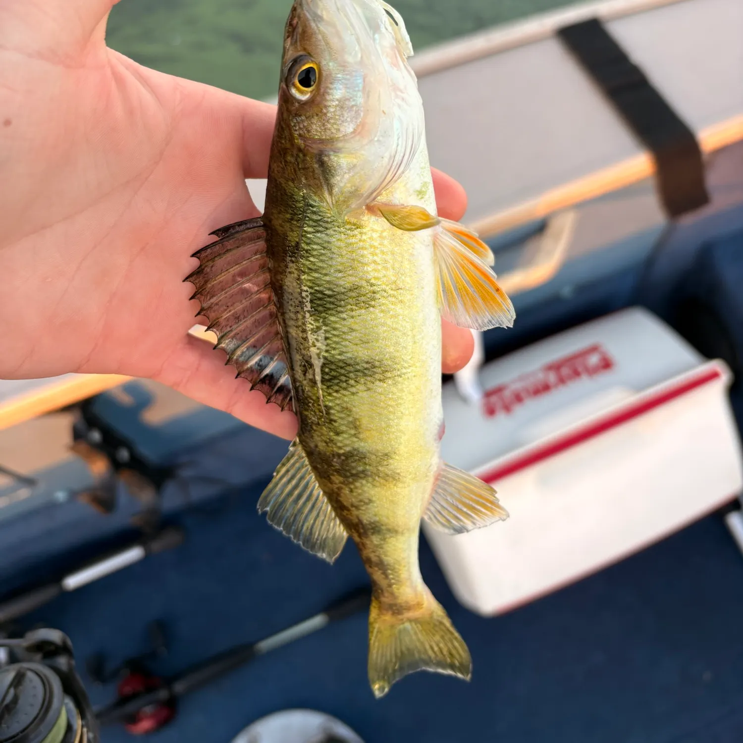 Yellow perch caught on Fishbrain