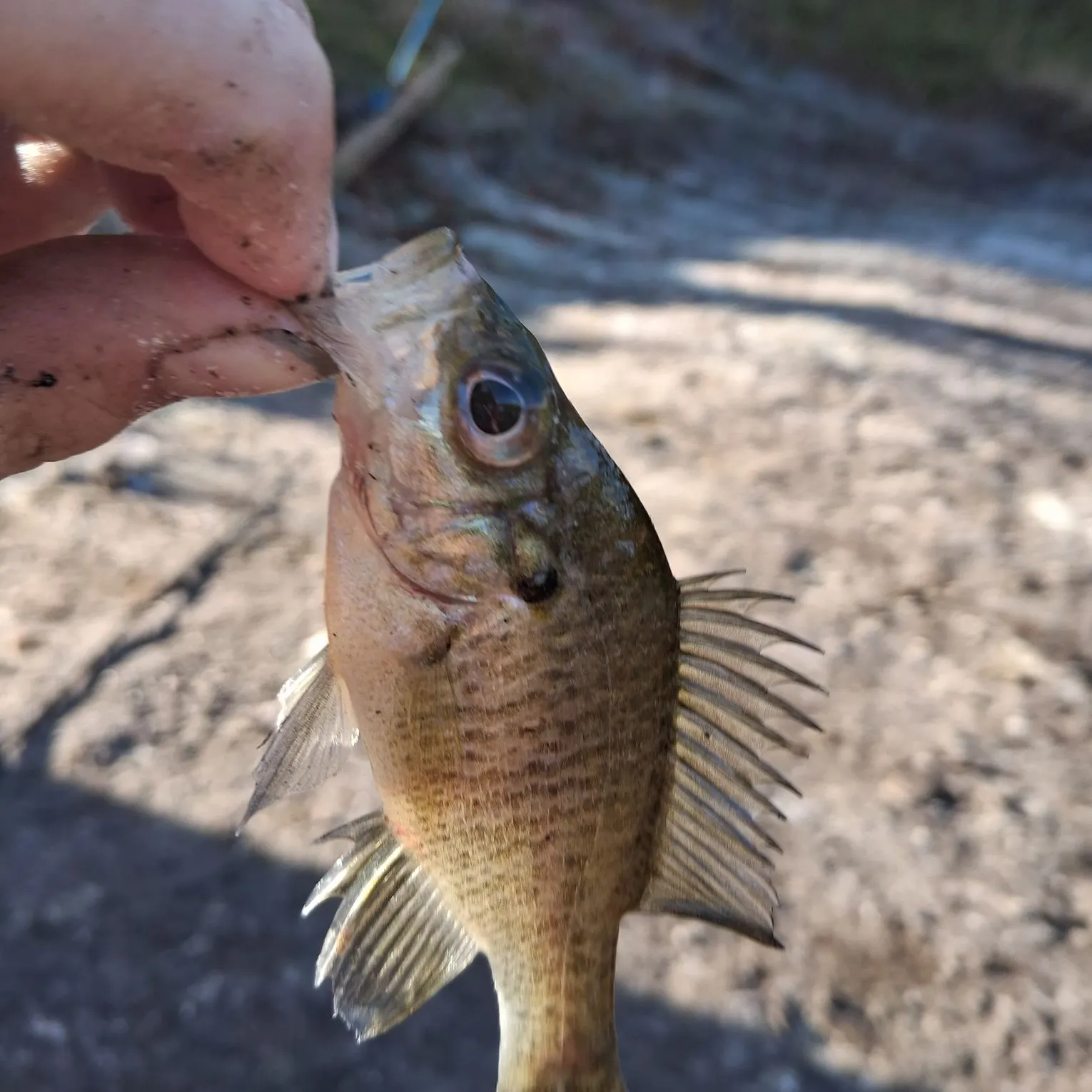 The most recent Wargill hybrid catches on Fishbrain