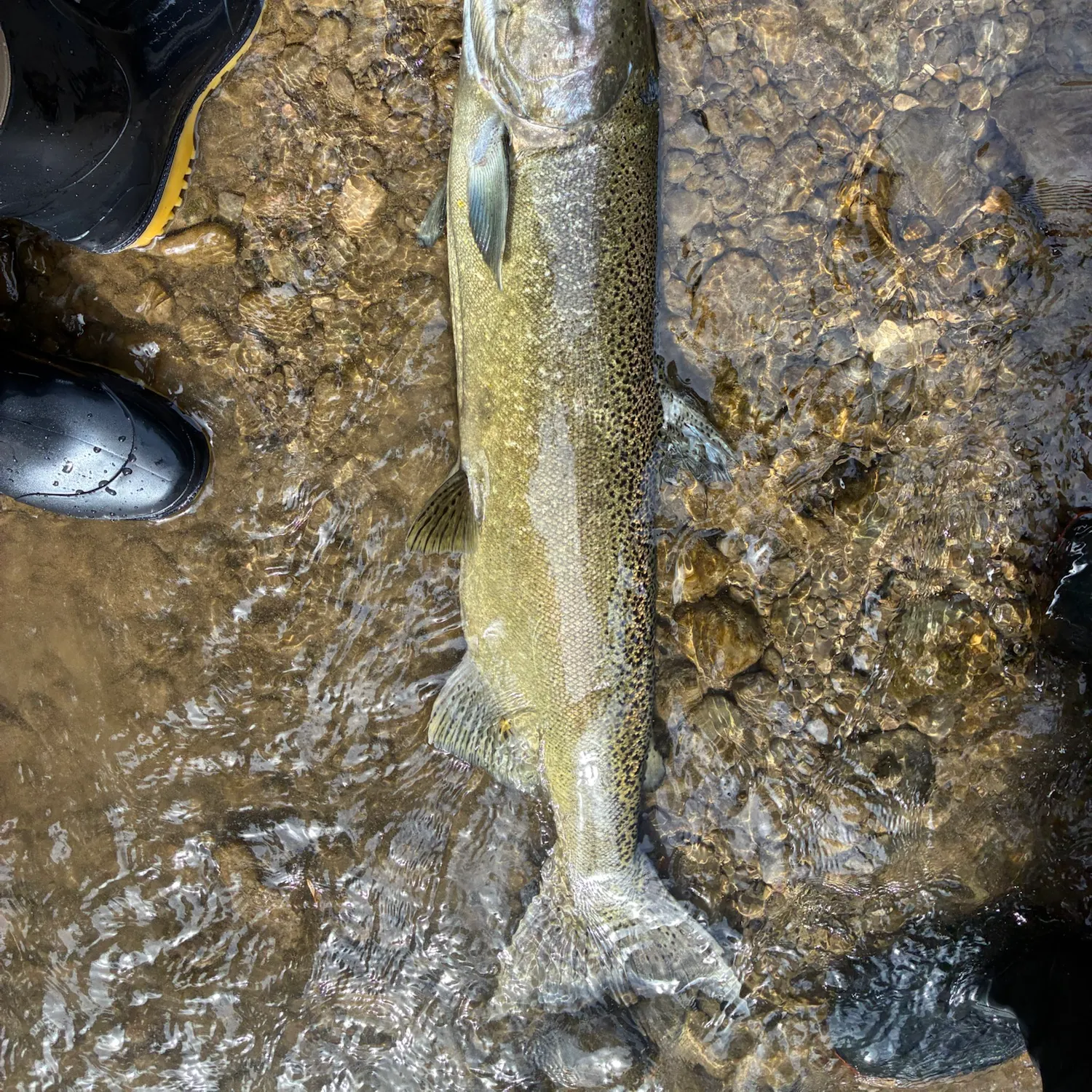 Chinook salmon caught on Fishbrain