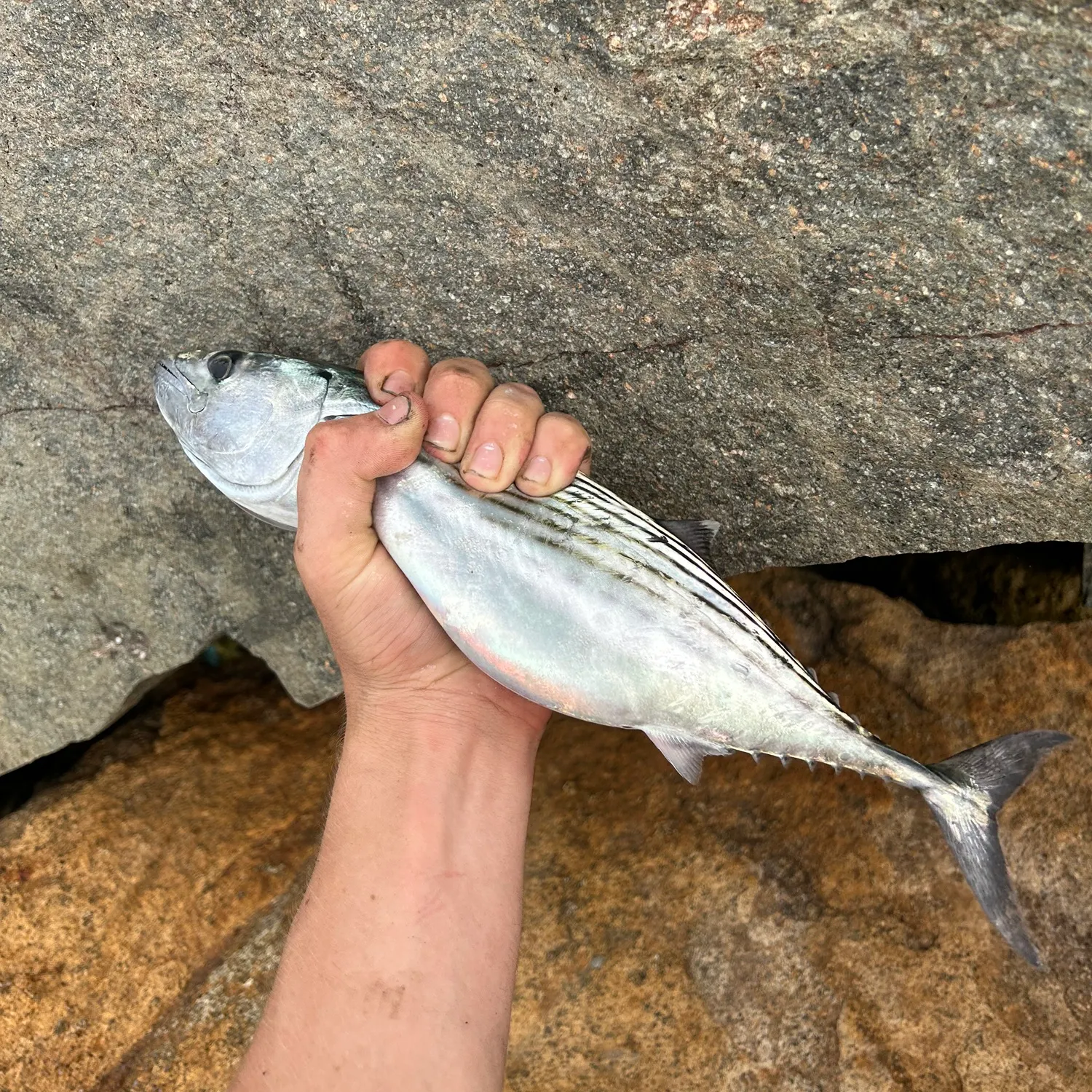 The most recent Australian bonito catches on Fishbrain