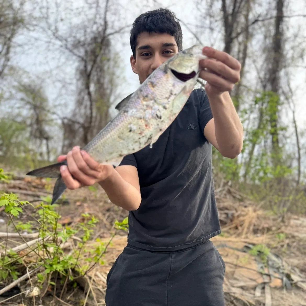 The most recent American shad catches on Fishbrain