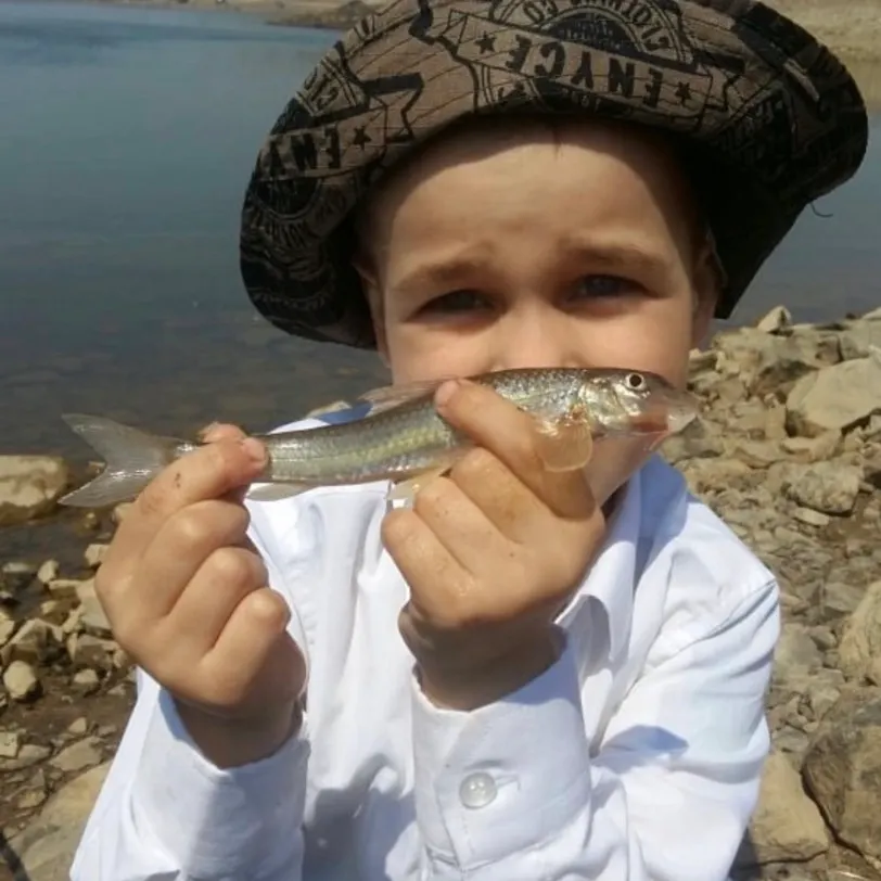 The most recent Gudgeon catches on Fishbrain