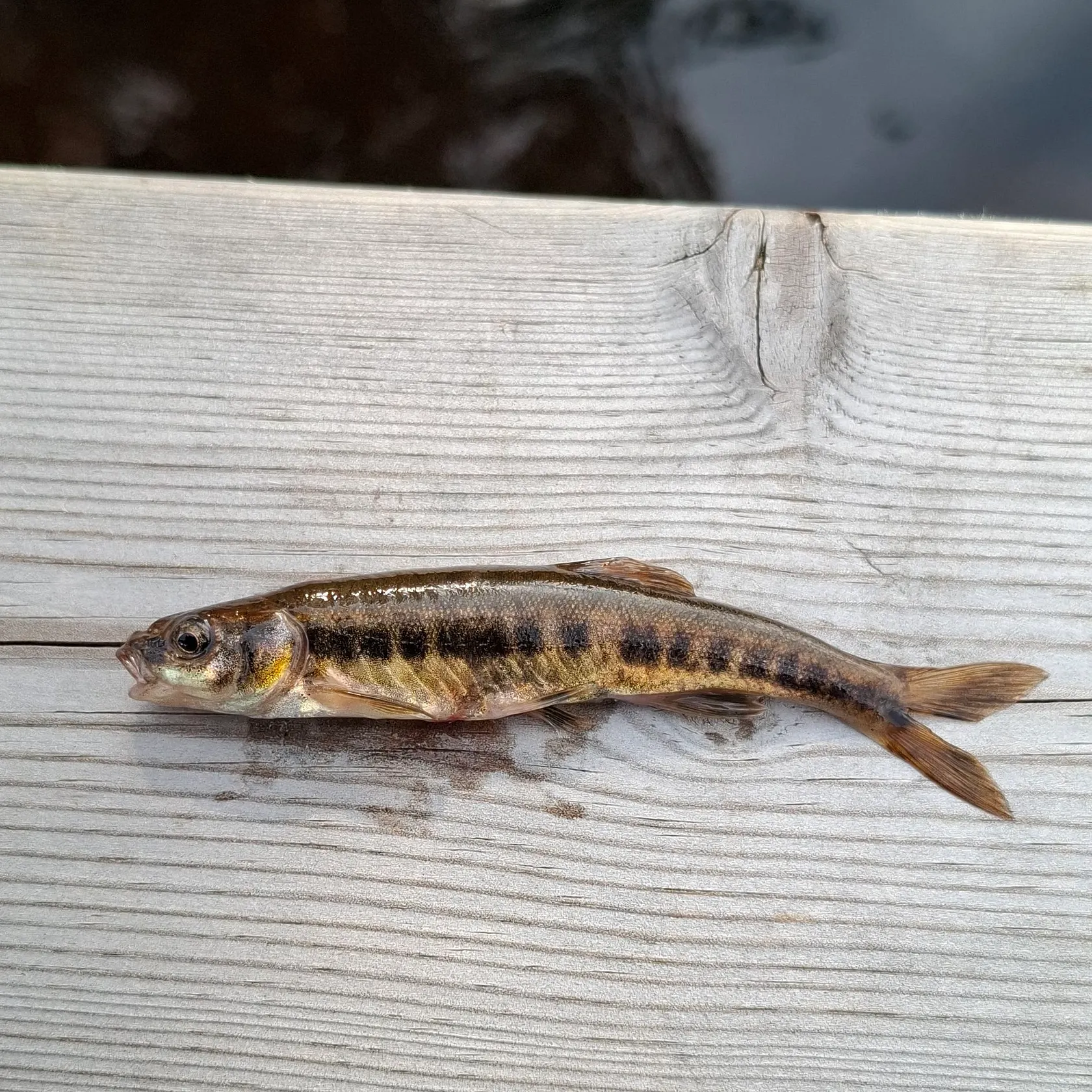 The most recent Eurasian minnow catches on Fishbrain