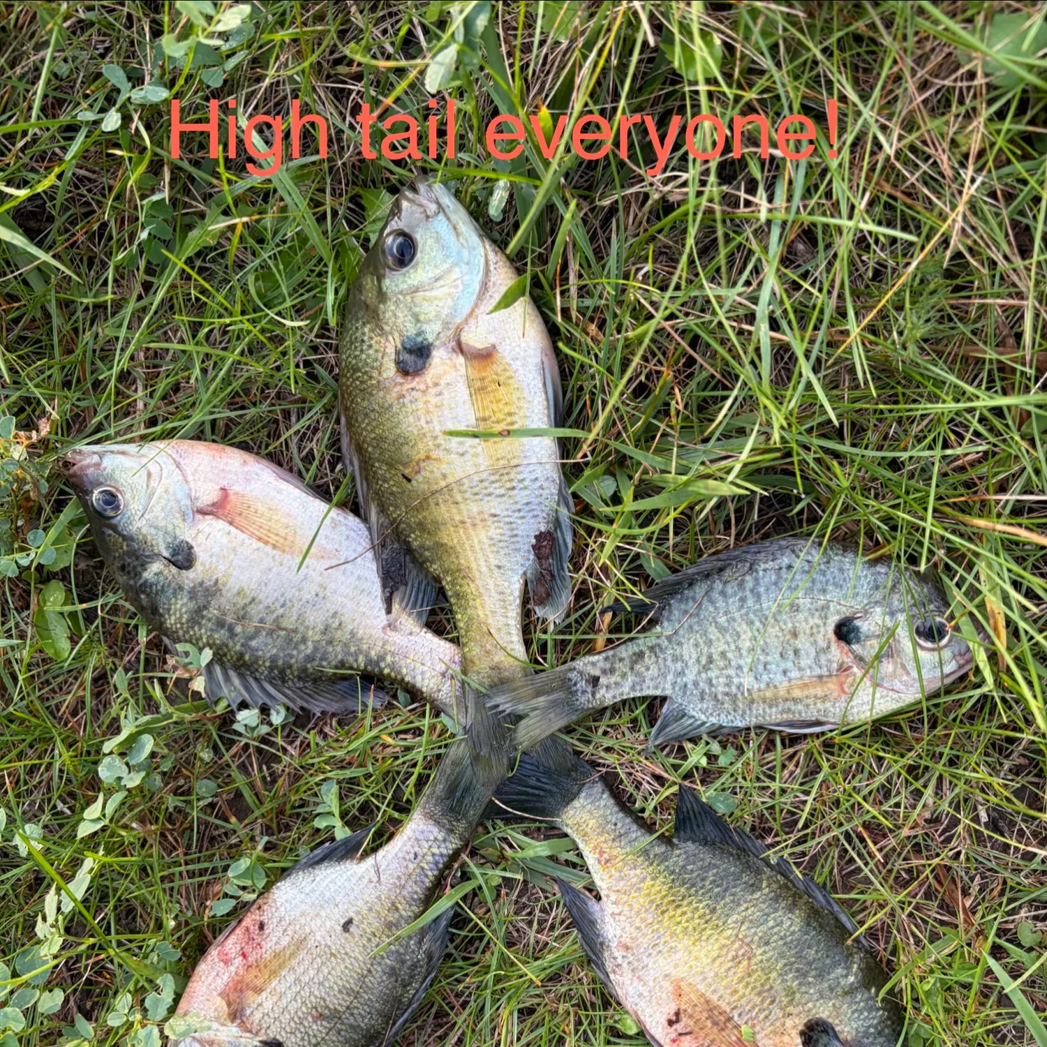 Bluegill caught on Fishbrain