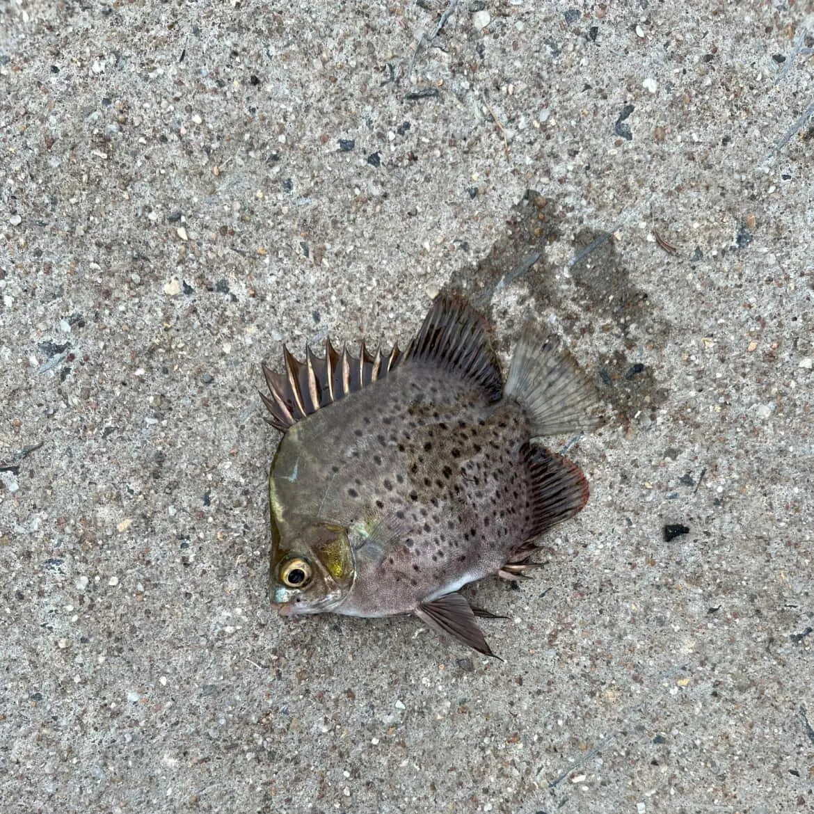 The most recent Spotted scat catches on Fishbrain