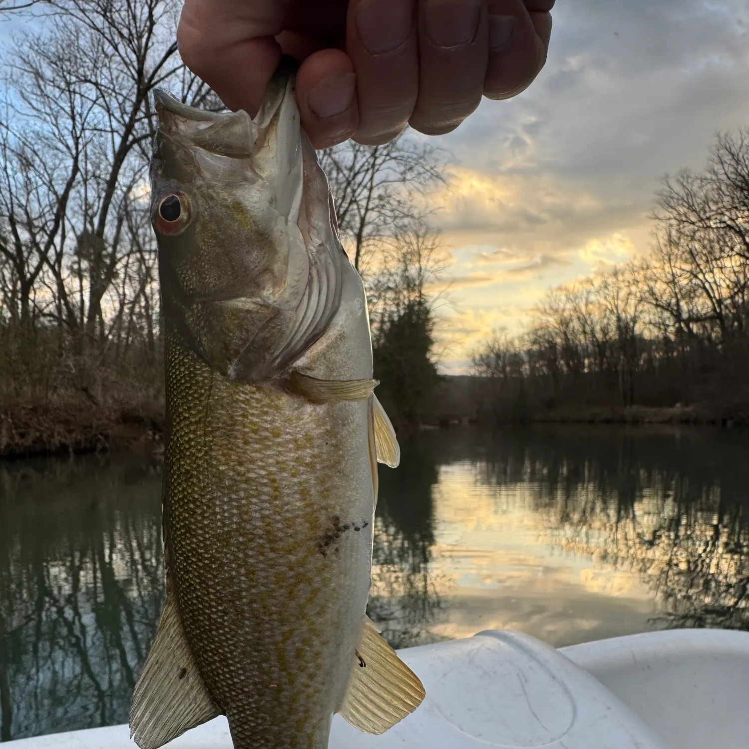Smallmouth bass caught on Fishbrain
