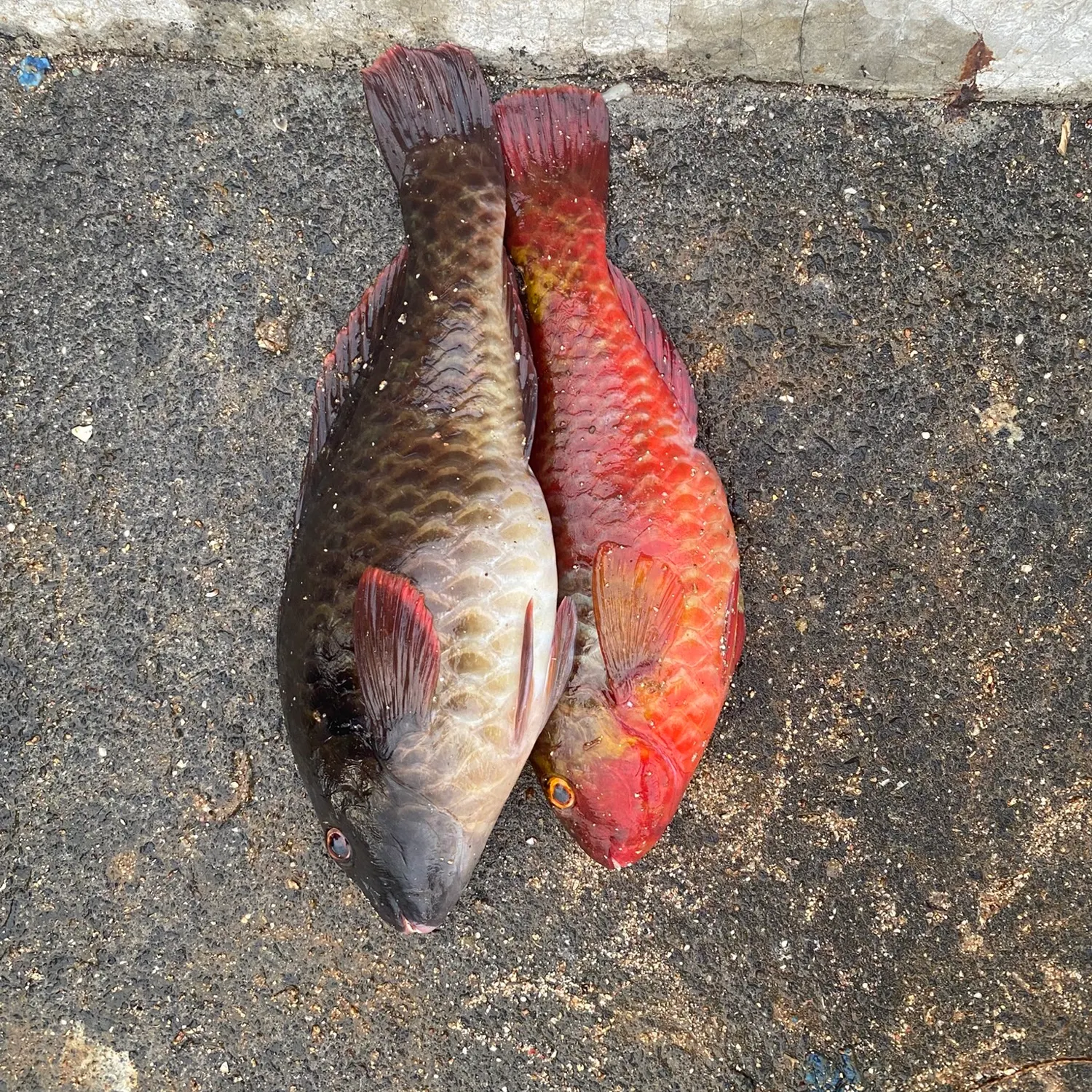 Mediterranean parrotfish caught on Fishbrain