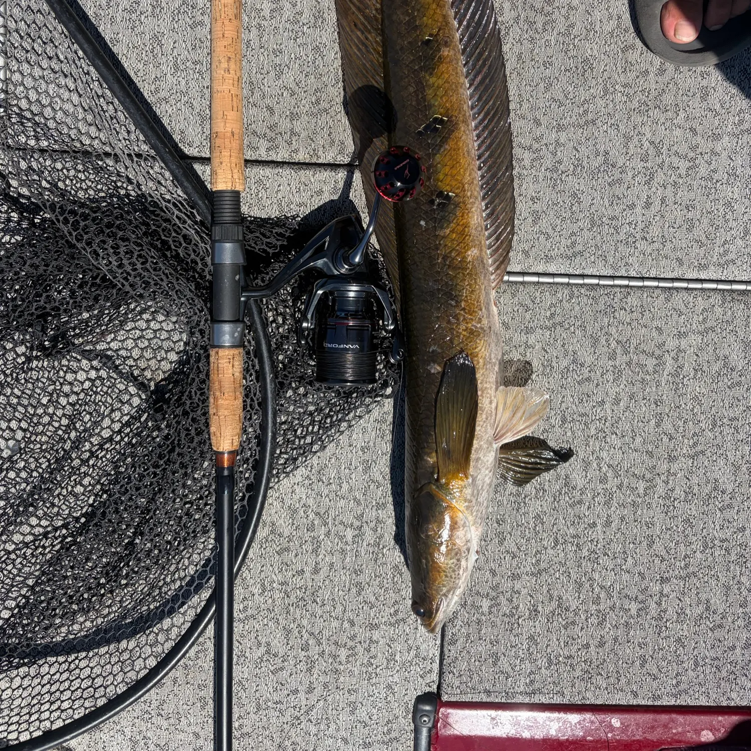 Bullseye snakehead caught on Fishbrain