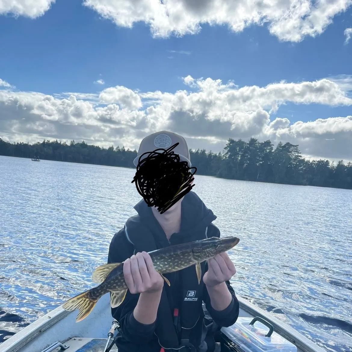 Northern pike caught on Fishbrain