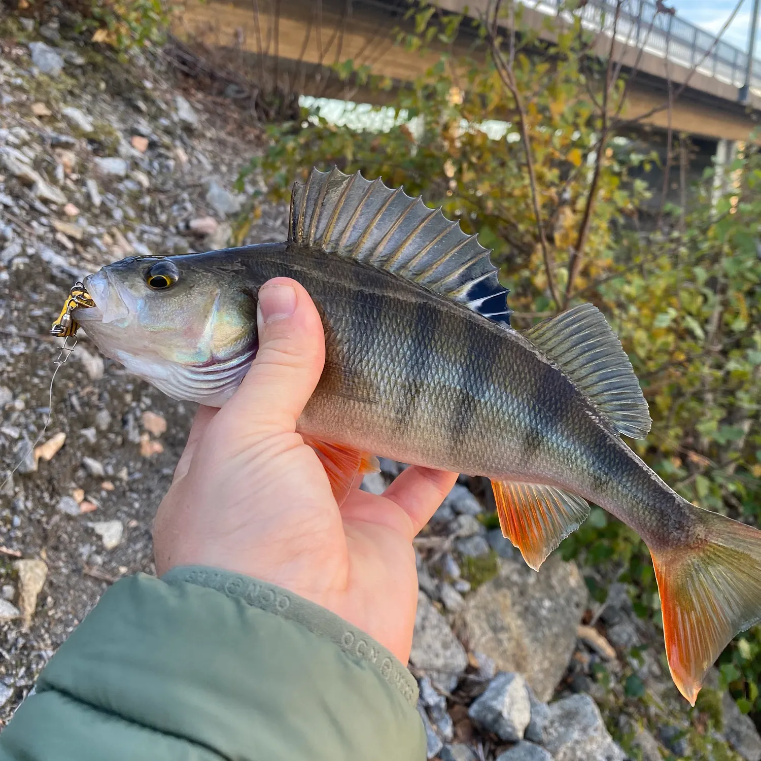 European perch caught on Fishbrain