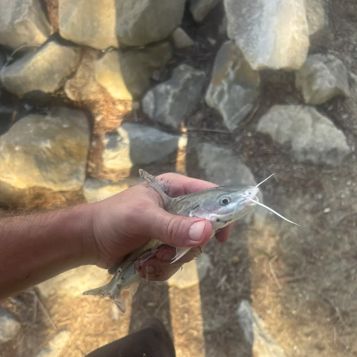 Gafftopsail sea catfish caught on Fishbrain