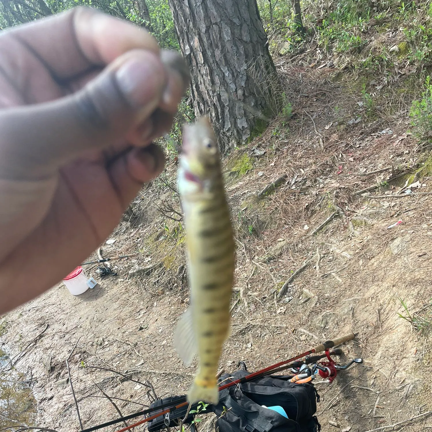 most liked catch image