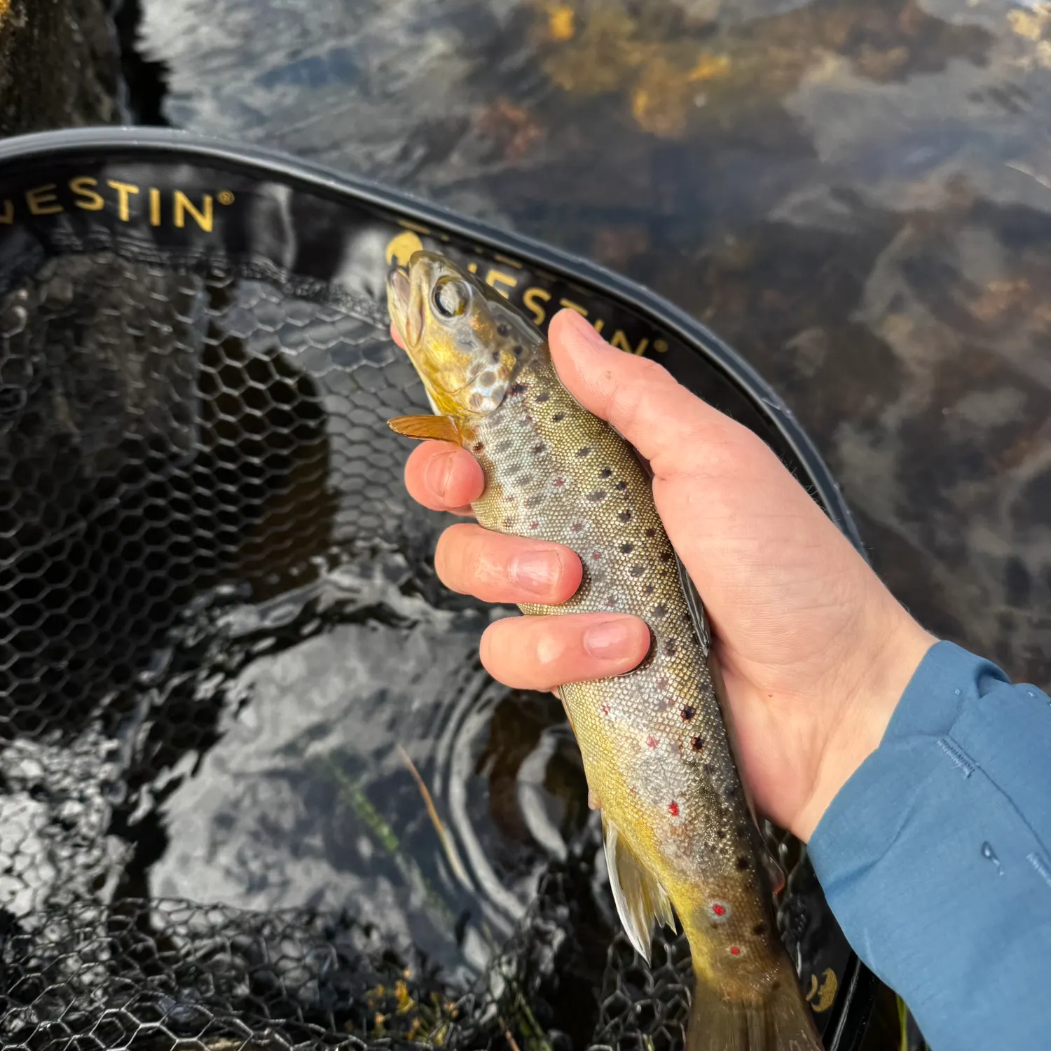 Brown trout caught on Fishbrain