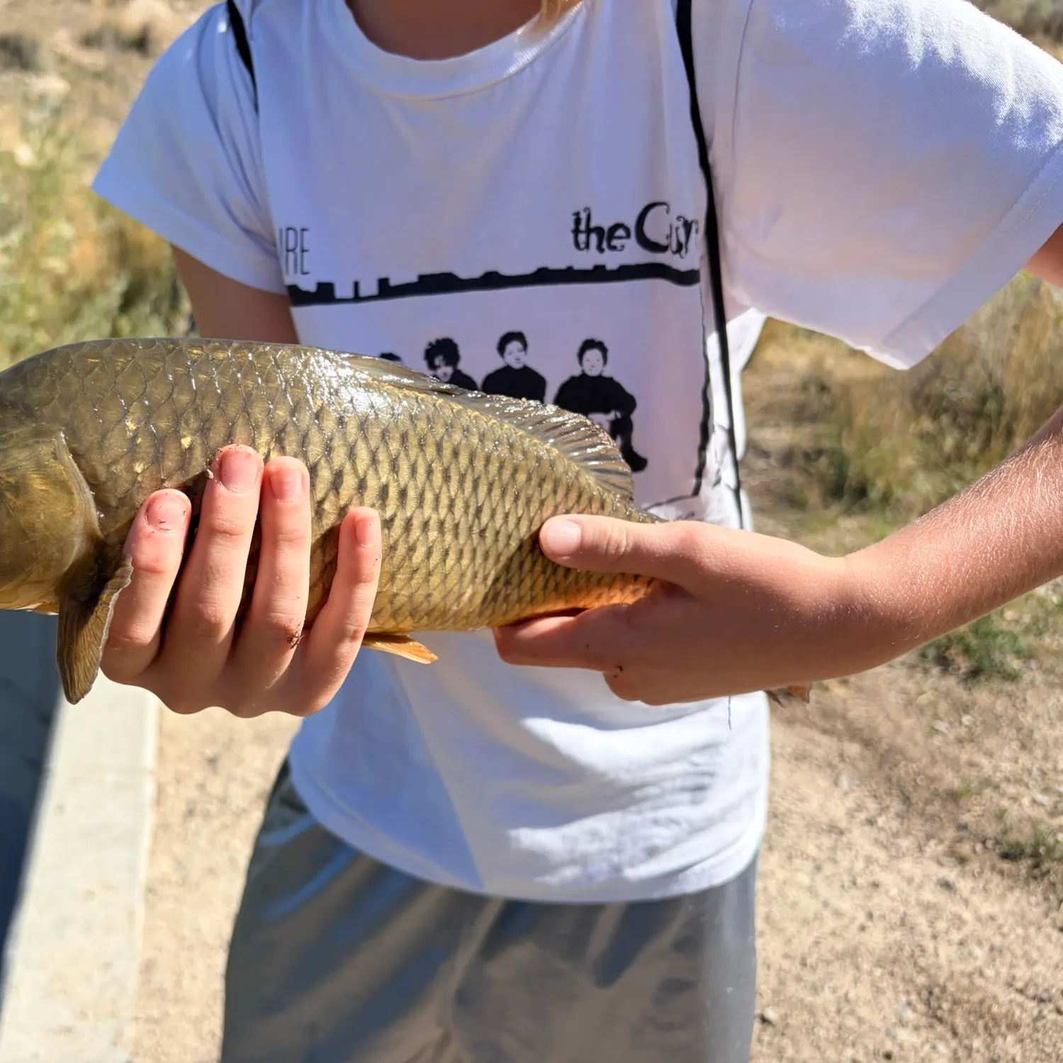 Common carp caught on Fishbrain