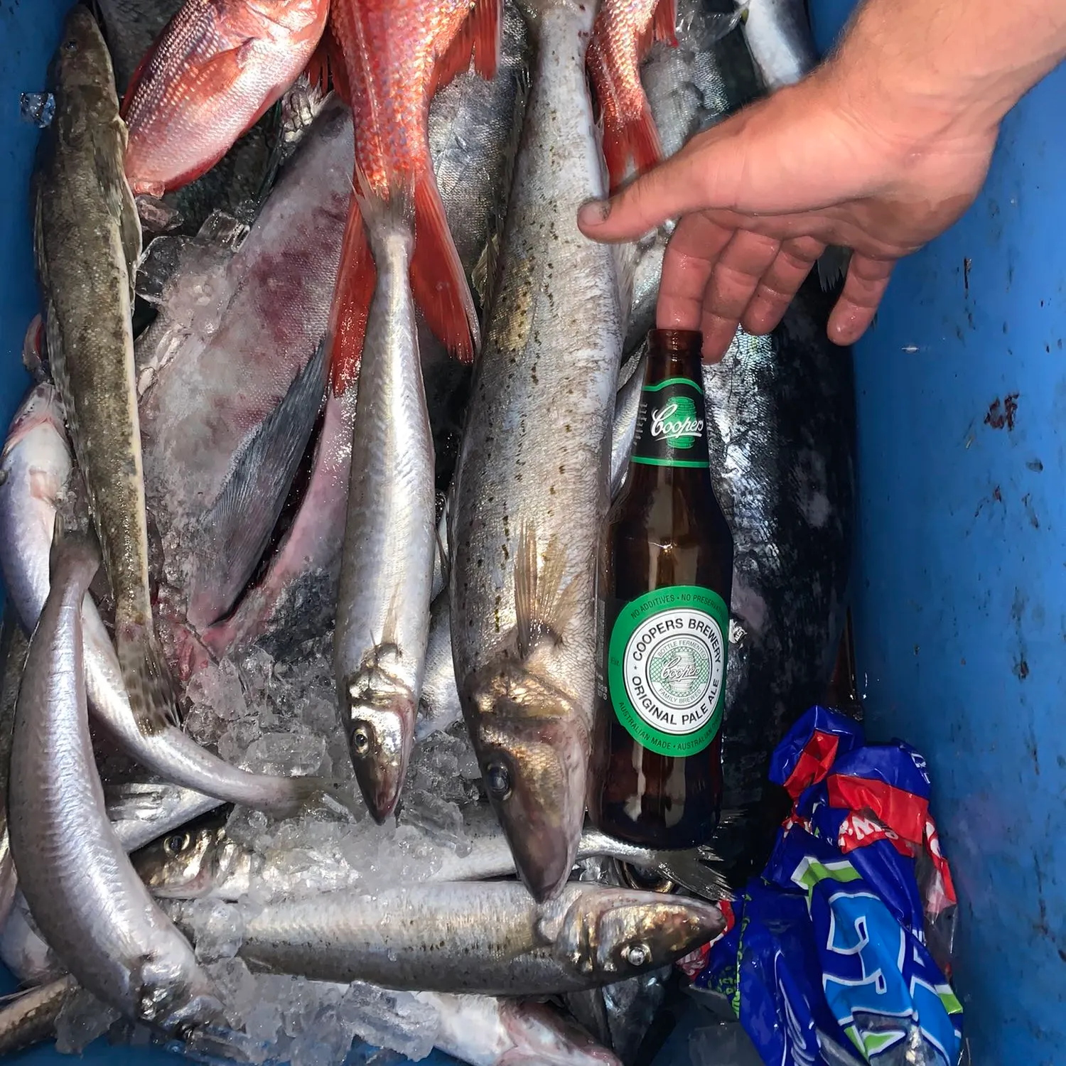 recently logged catches