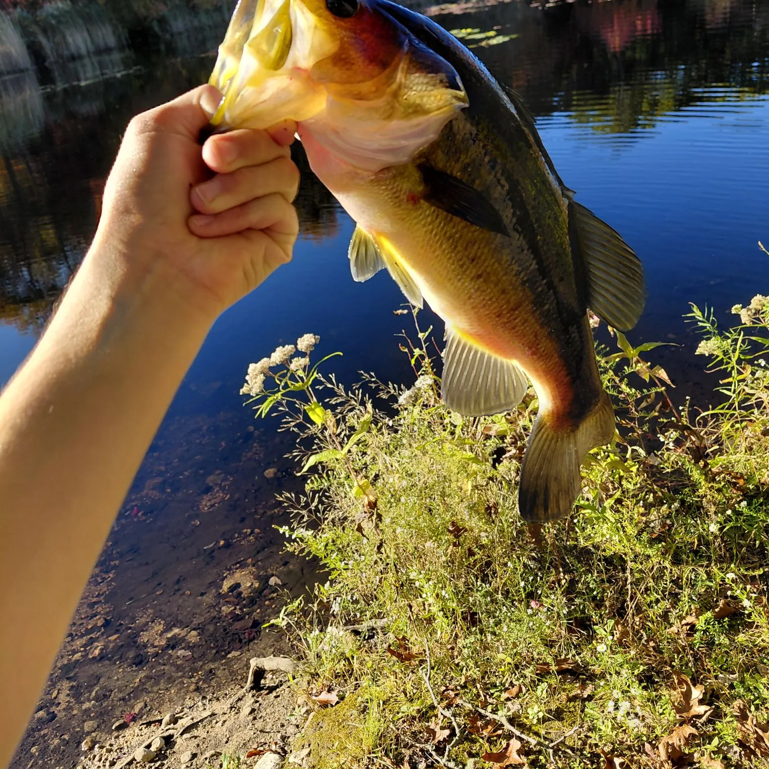 Largemouth bass caught on Fishbrain