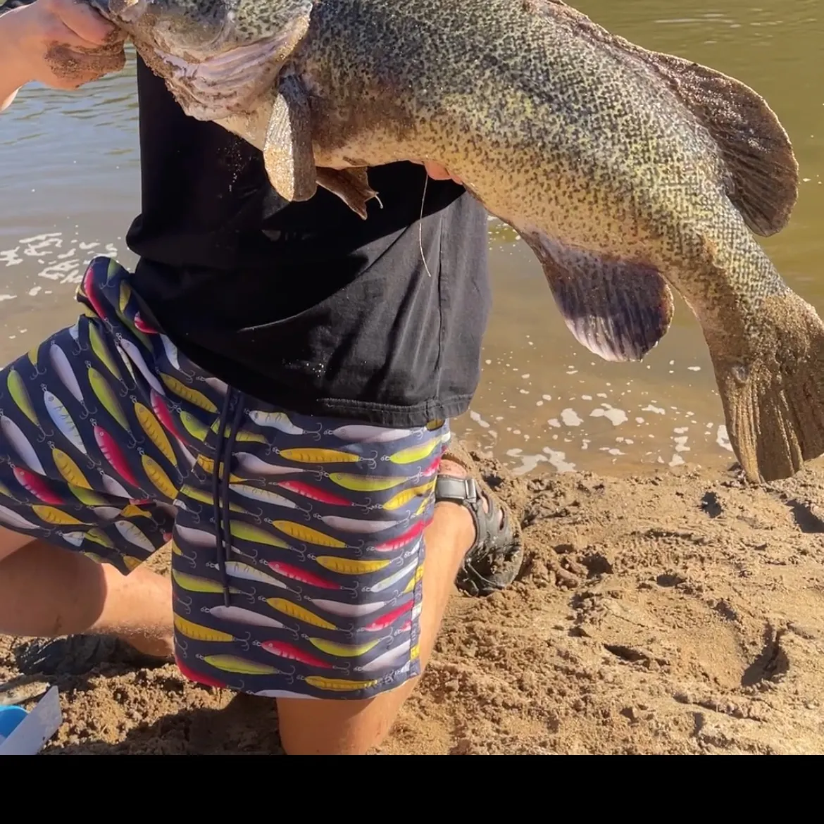 The most recent Murray cod catches on Fishbrain
