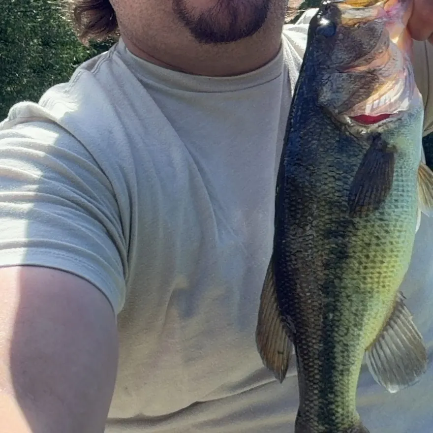 Largemouth bass caught on Fishbrain