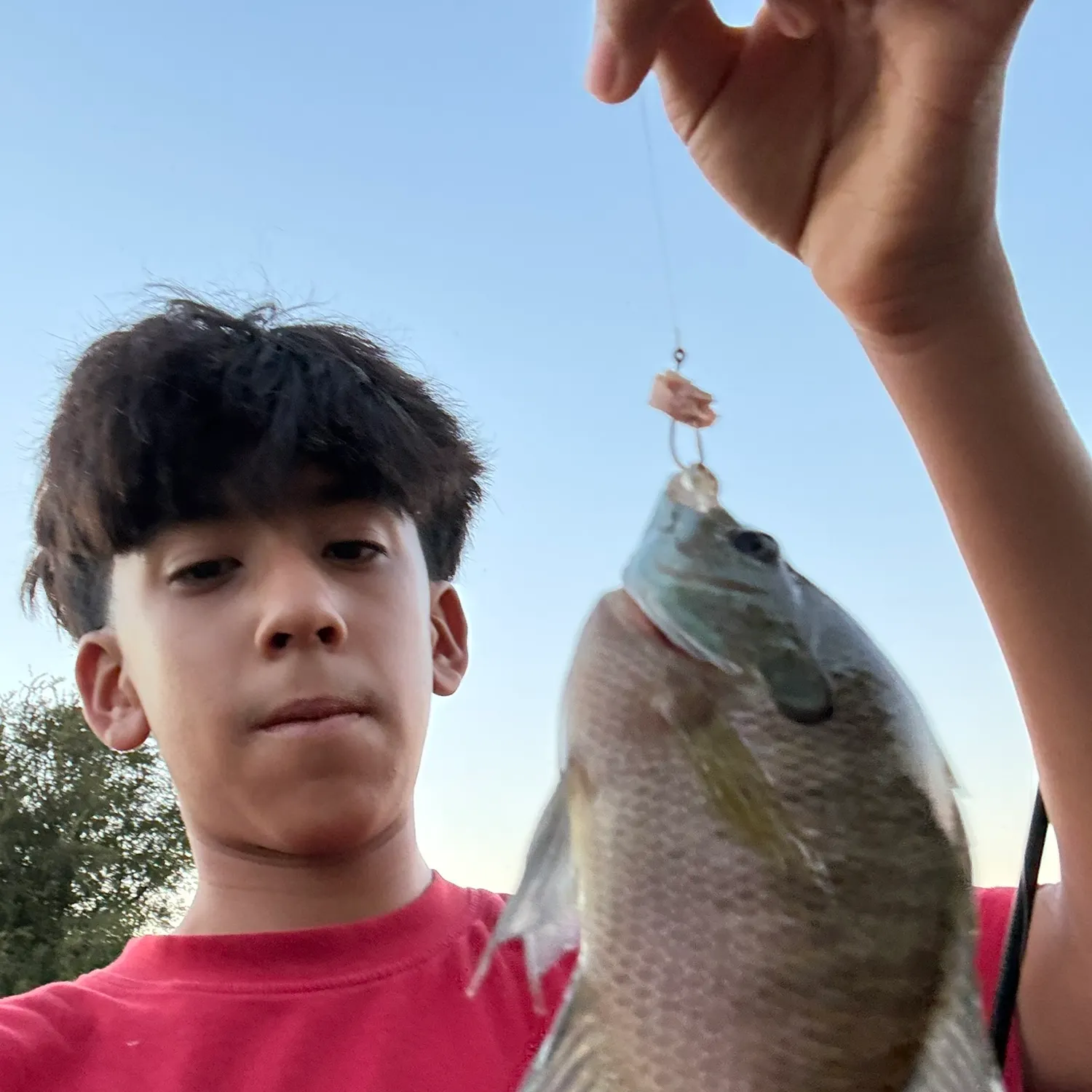 Bluegill caught on Fishbrain