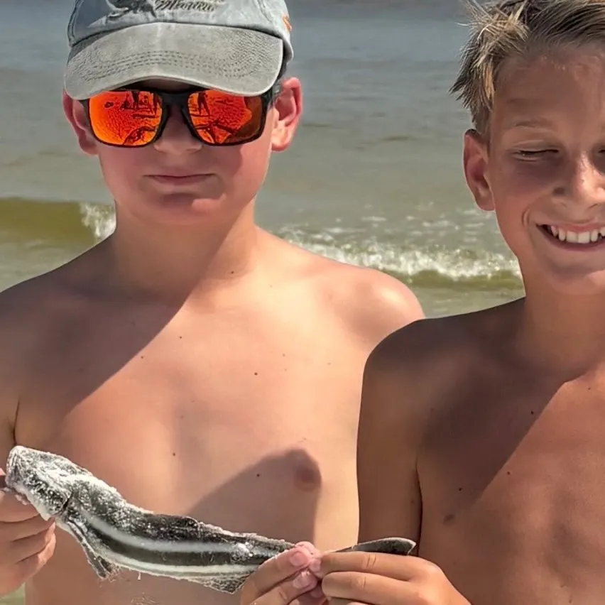The most recent Cobia catches on Fishbrain
