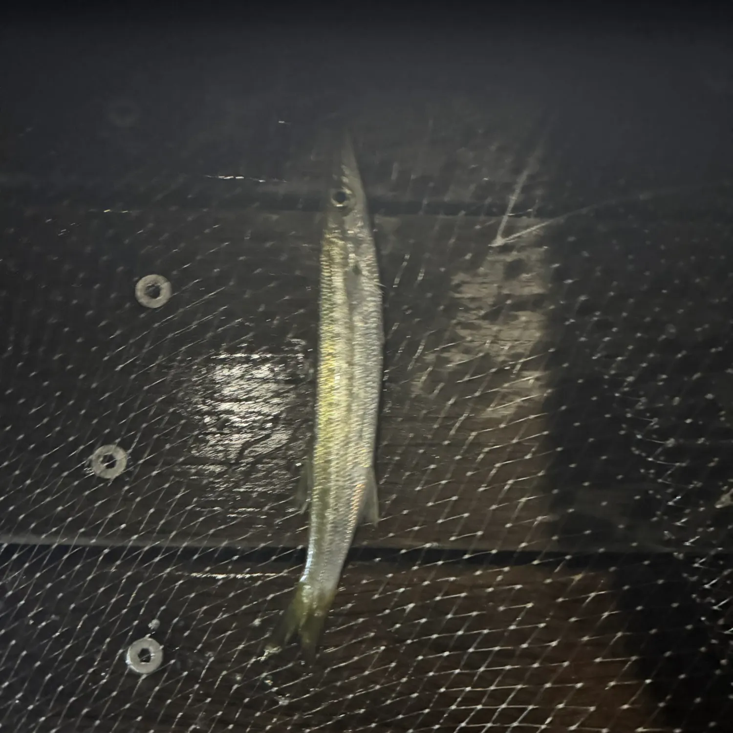 The most recent Pickhandle barracuda catches on Fishbrain