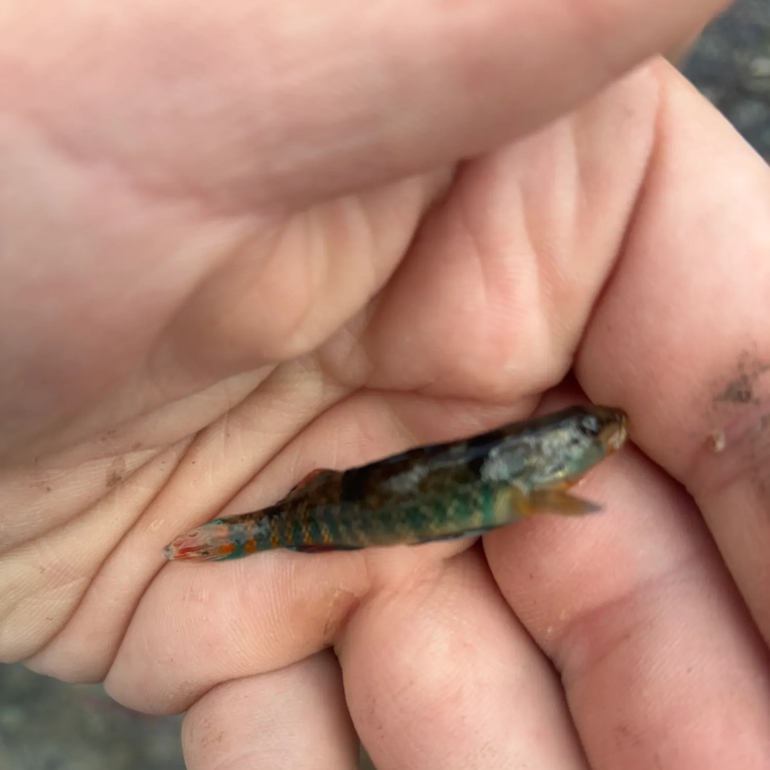 The most recent Rainbow darter catches on Fishbrain