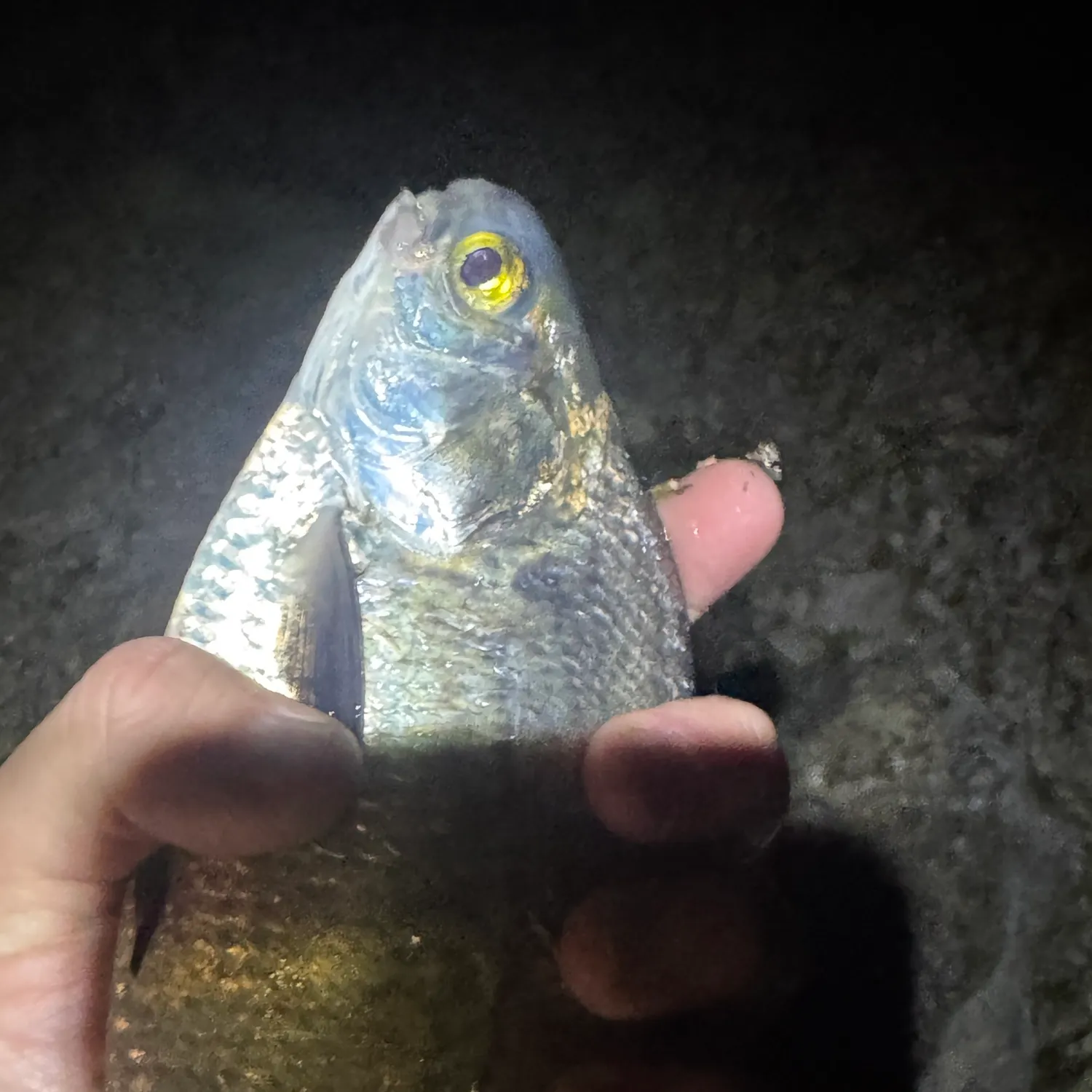 The most recent Mooneye catches on Fishbrain