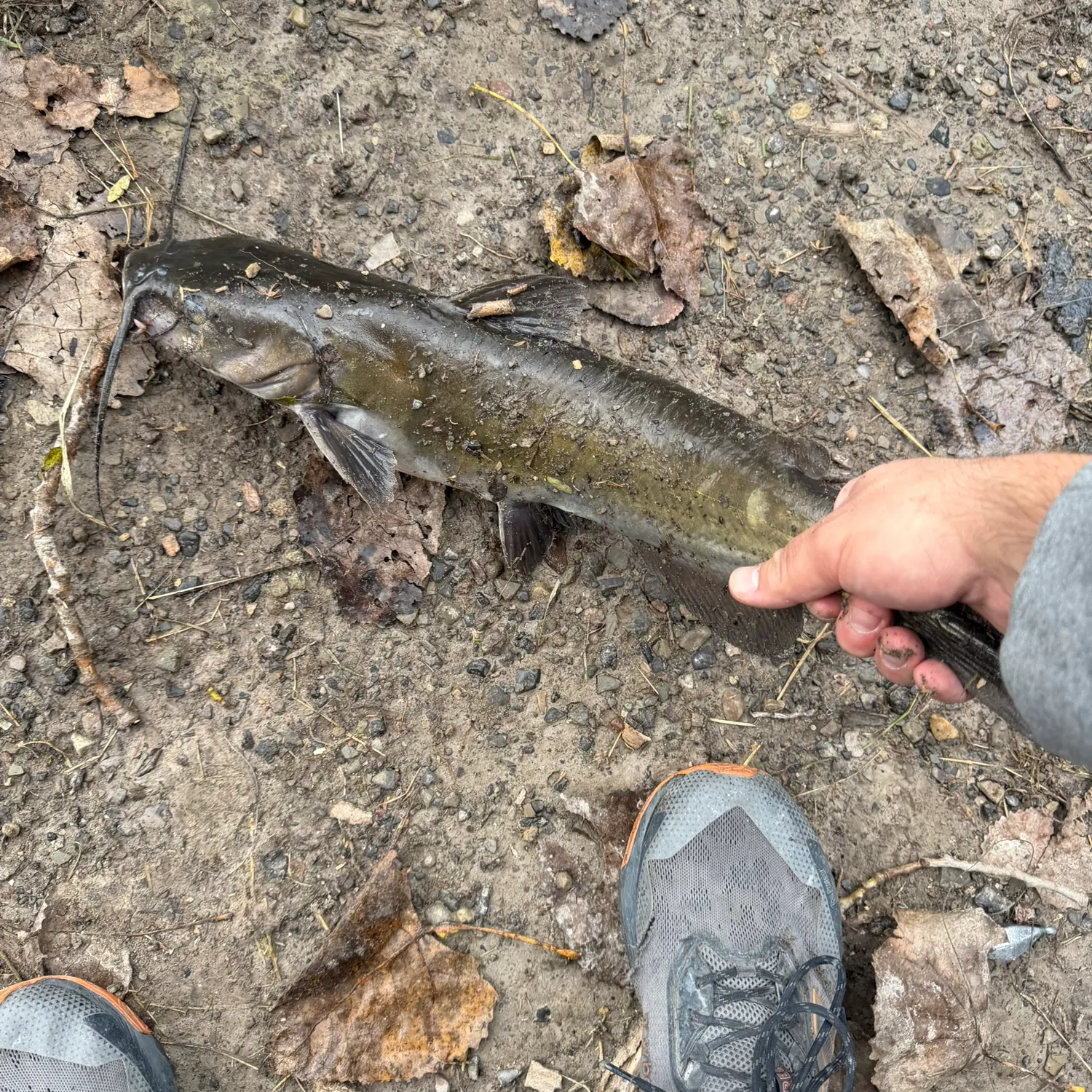 Channel catfish caught on Fishbrain