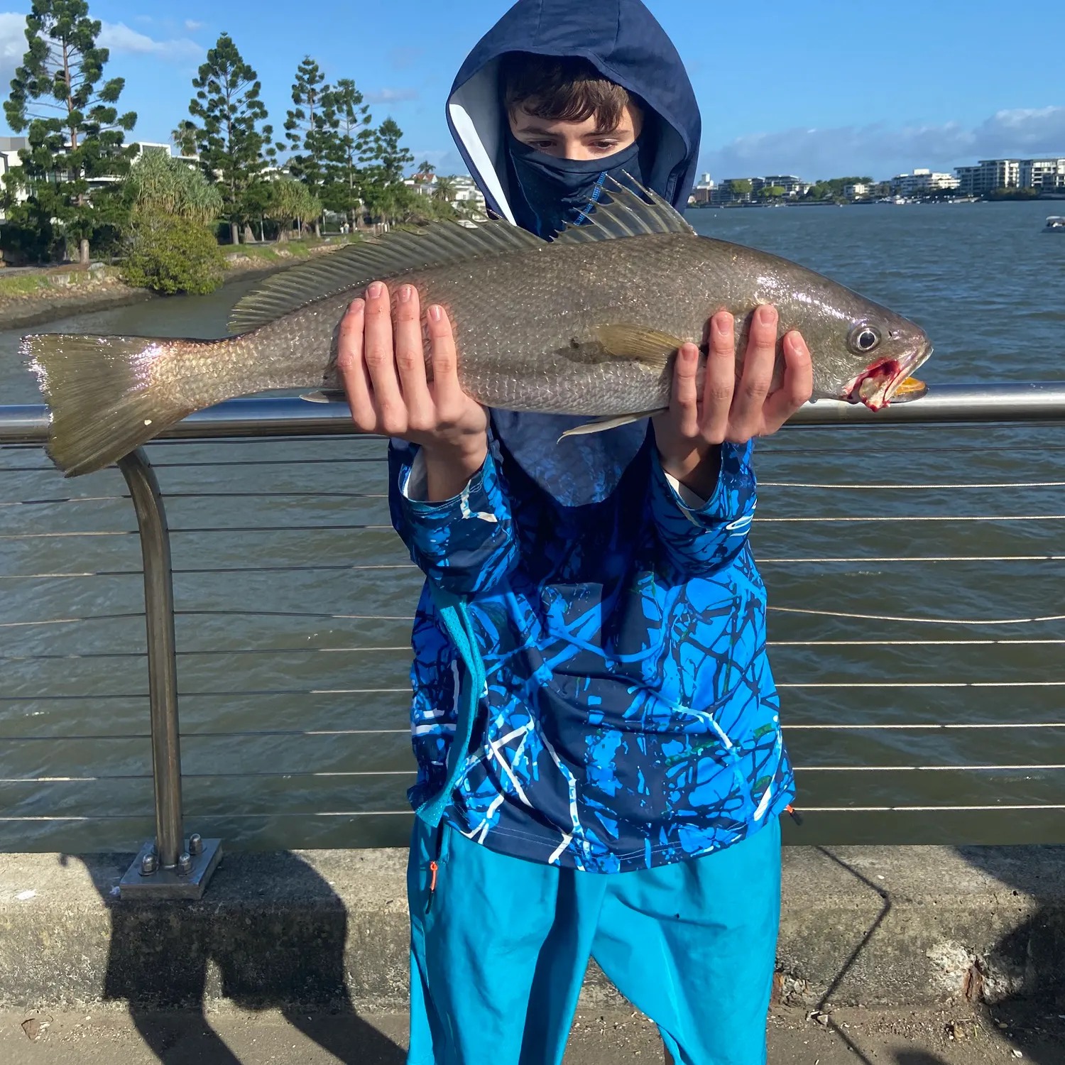The most recent Japanese meagre catches on Fishbrain