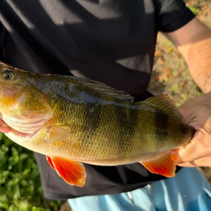 European perch caught on Fishbrain