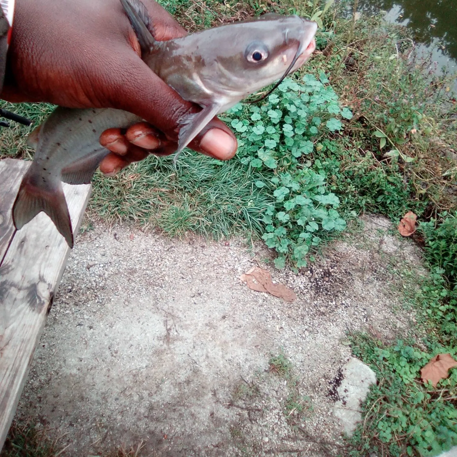 Channel catfish caught on Fishbrain