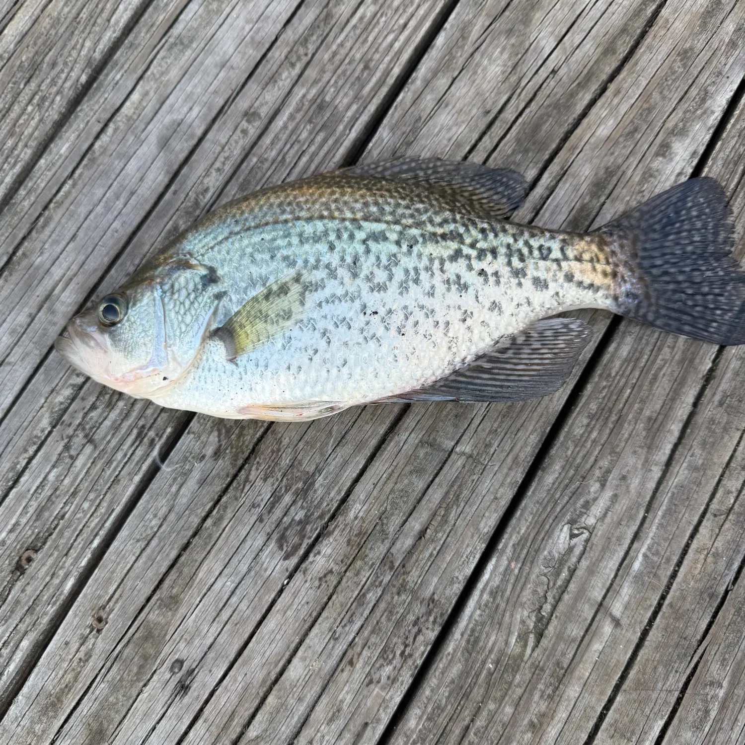 Black crappie caught on Fishbrain