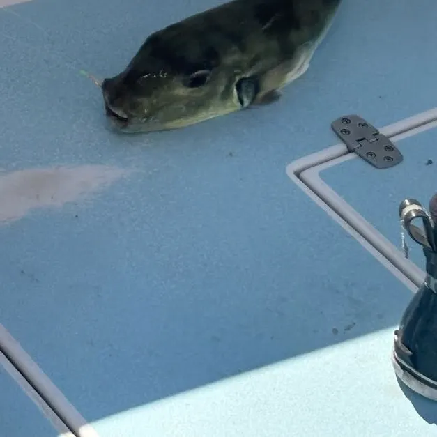 The most recent Evileye pufferfish catches on Fishbrain