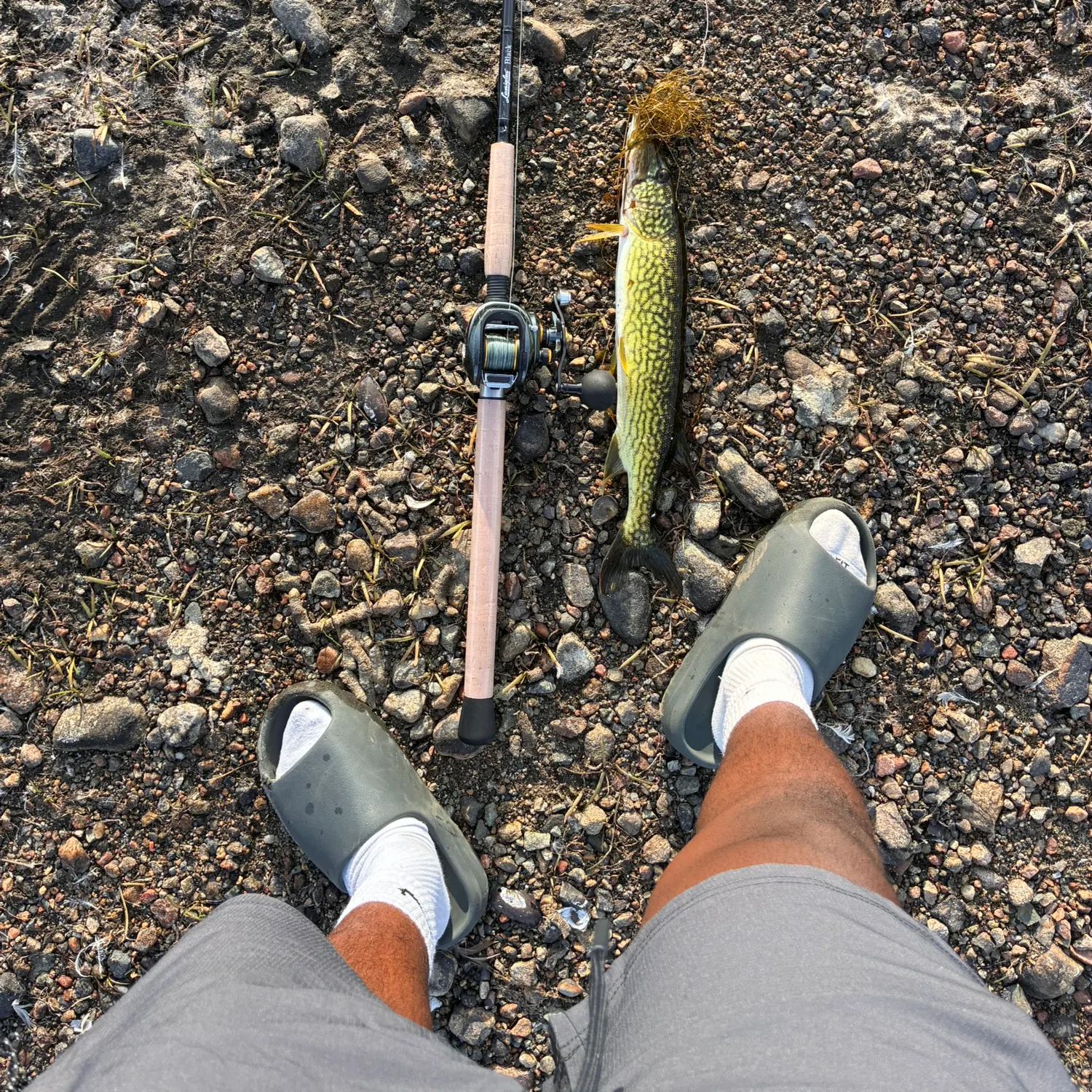 Chain pickerel caught on Fishbrain
