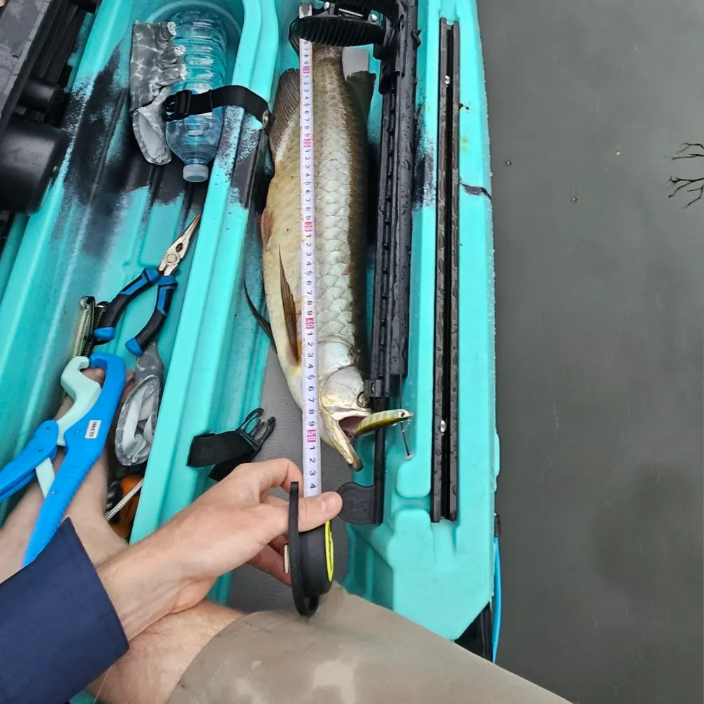 The most recent Spotted bonytongue catches on Fishbrain