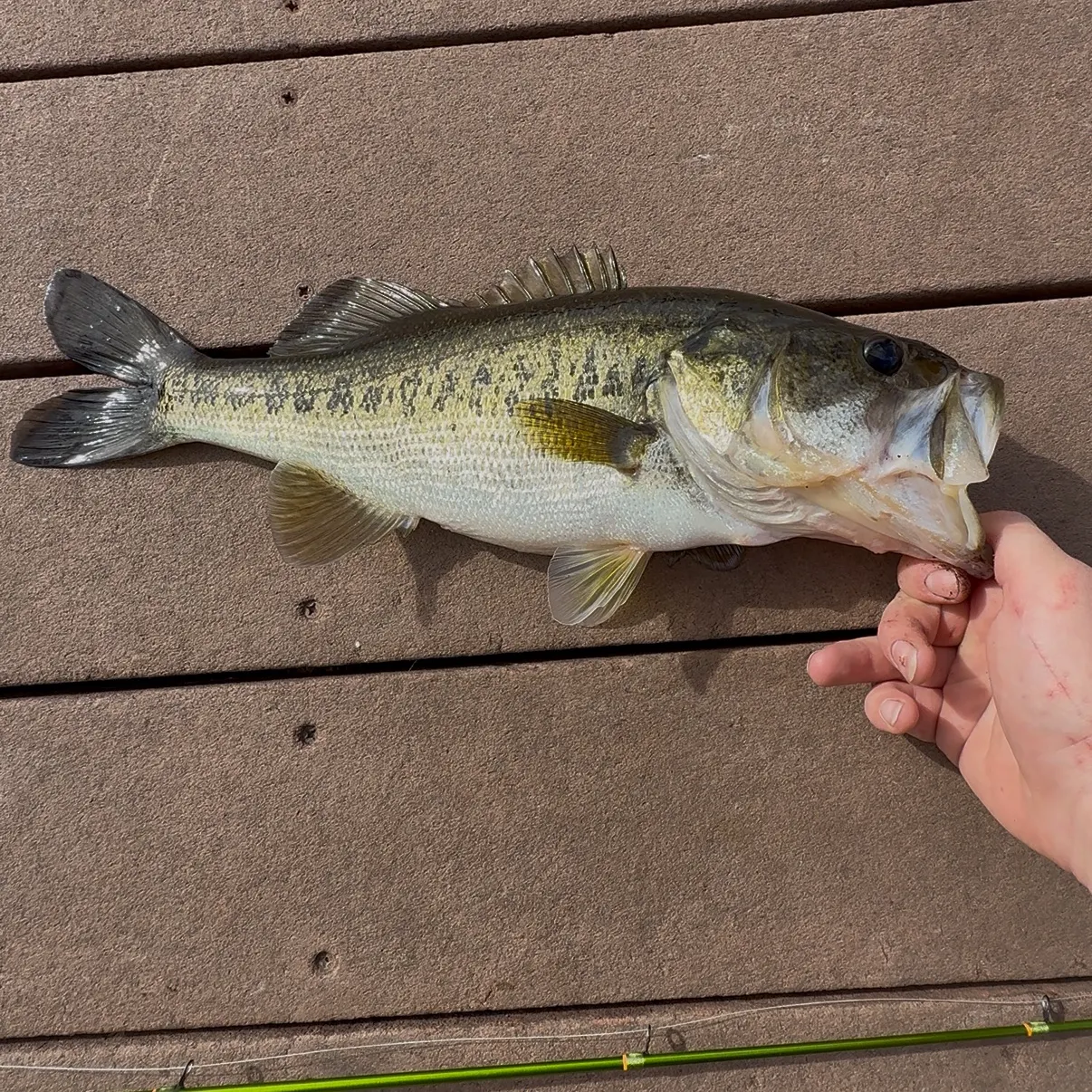 The most recent Florida bass catches on Fishbrain