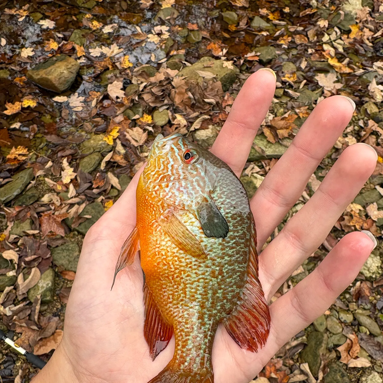 Longear sunfish caught on Fishbrain