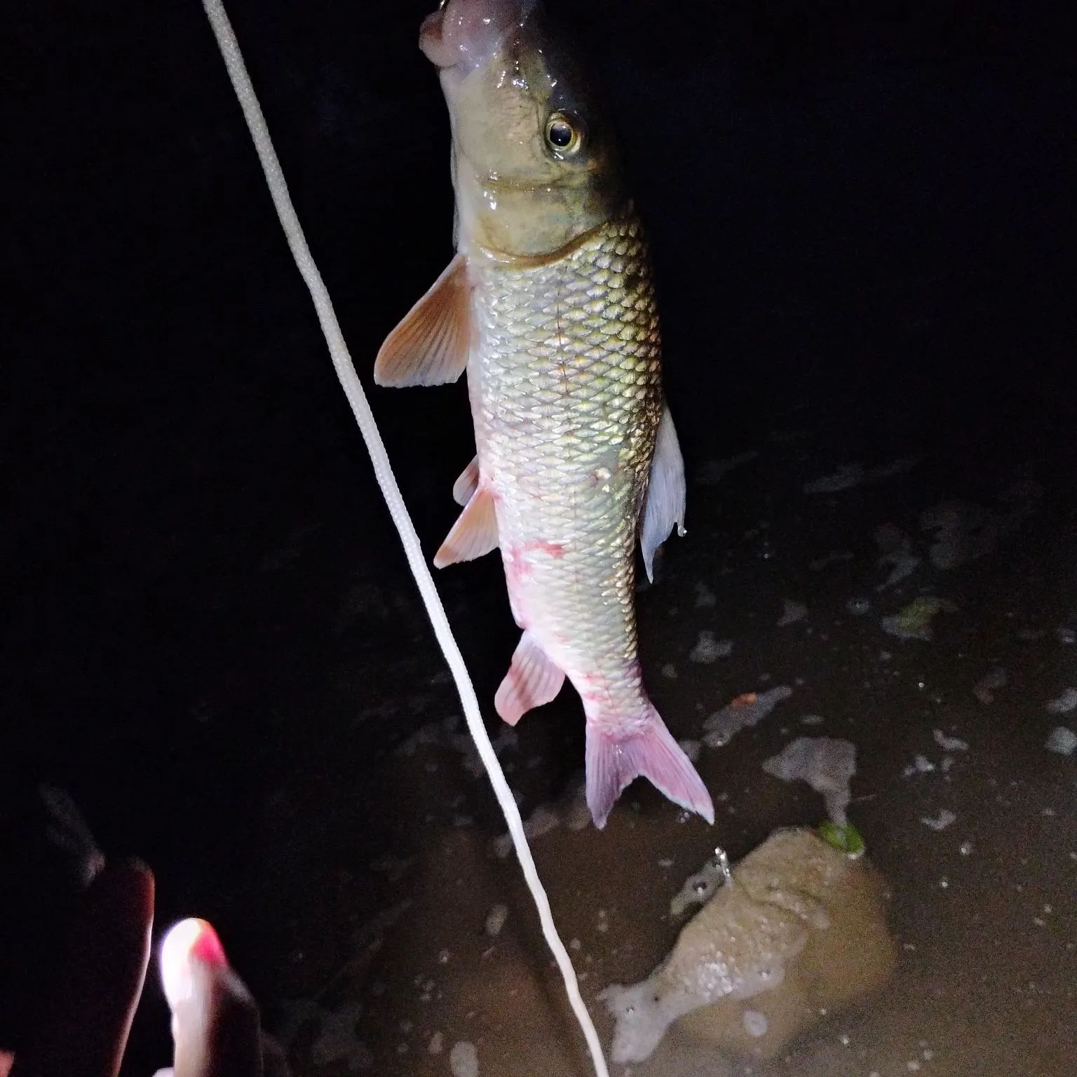 The most recent River carpsucker catches on Fishbrain