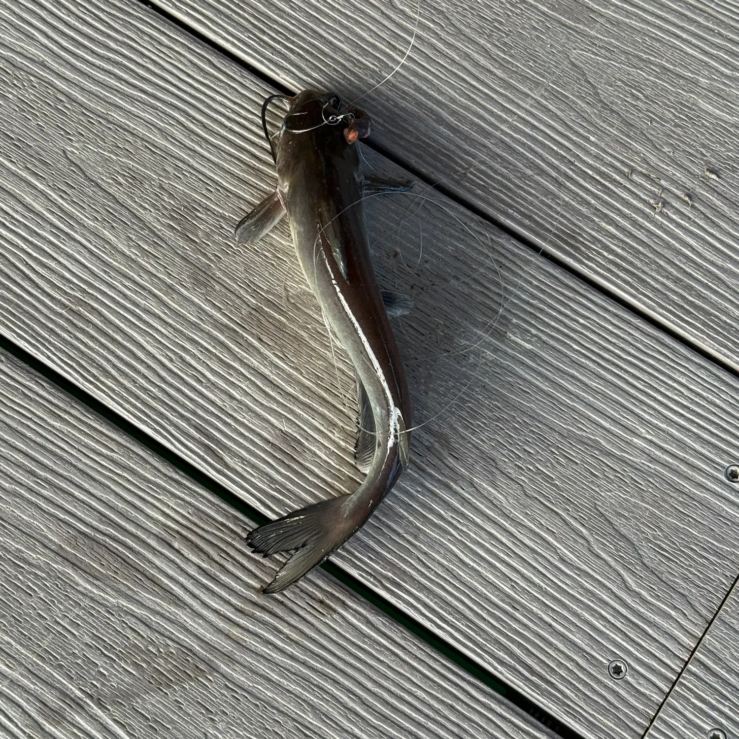 Fish caught on Fishbrain