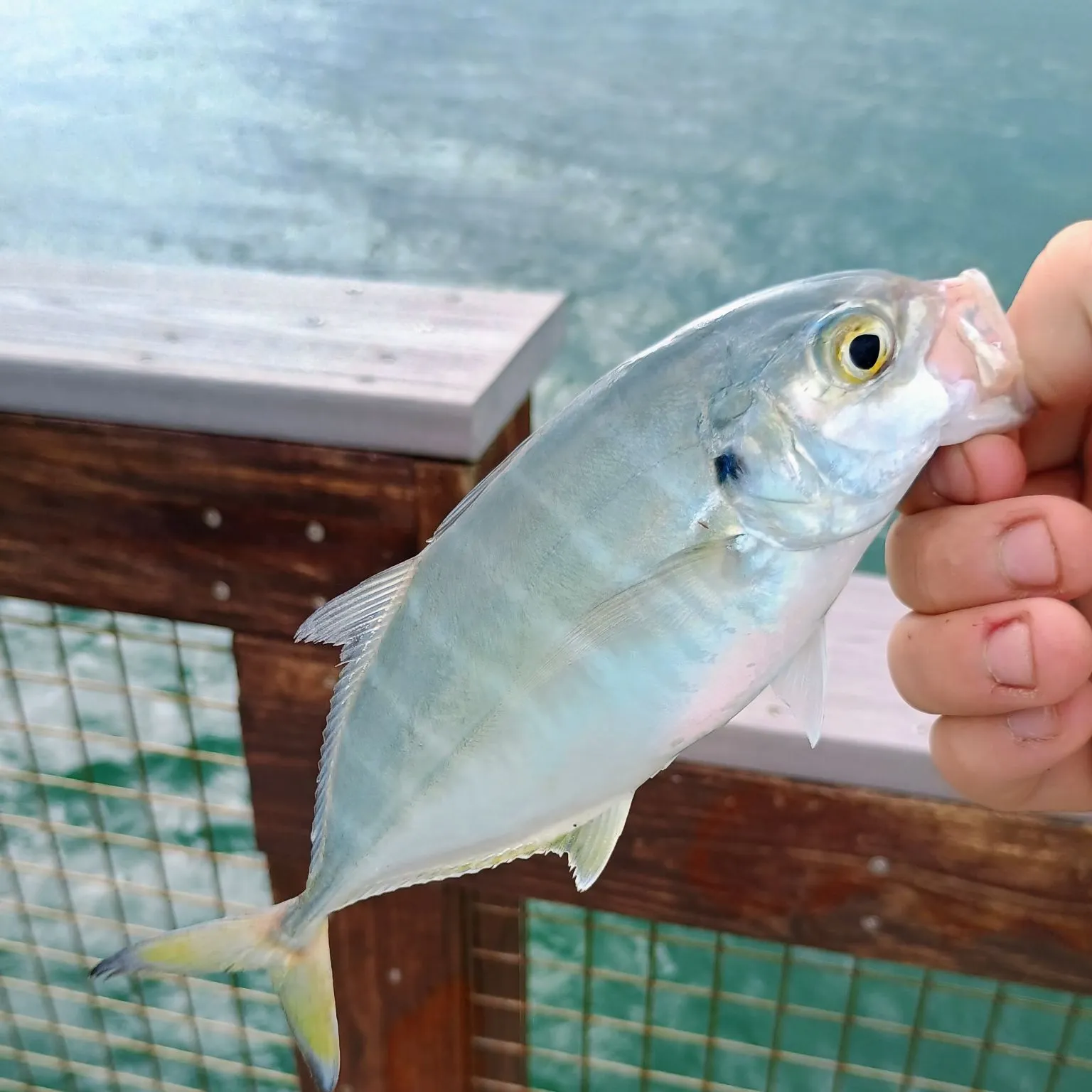 Blue runner caught on Fishbrain